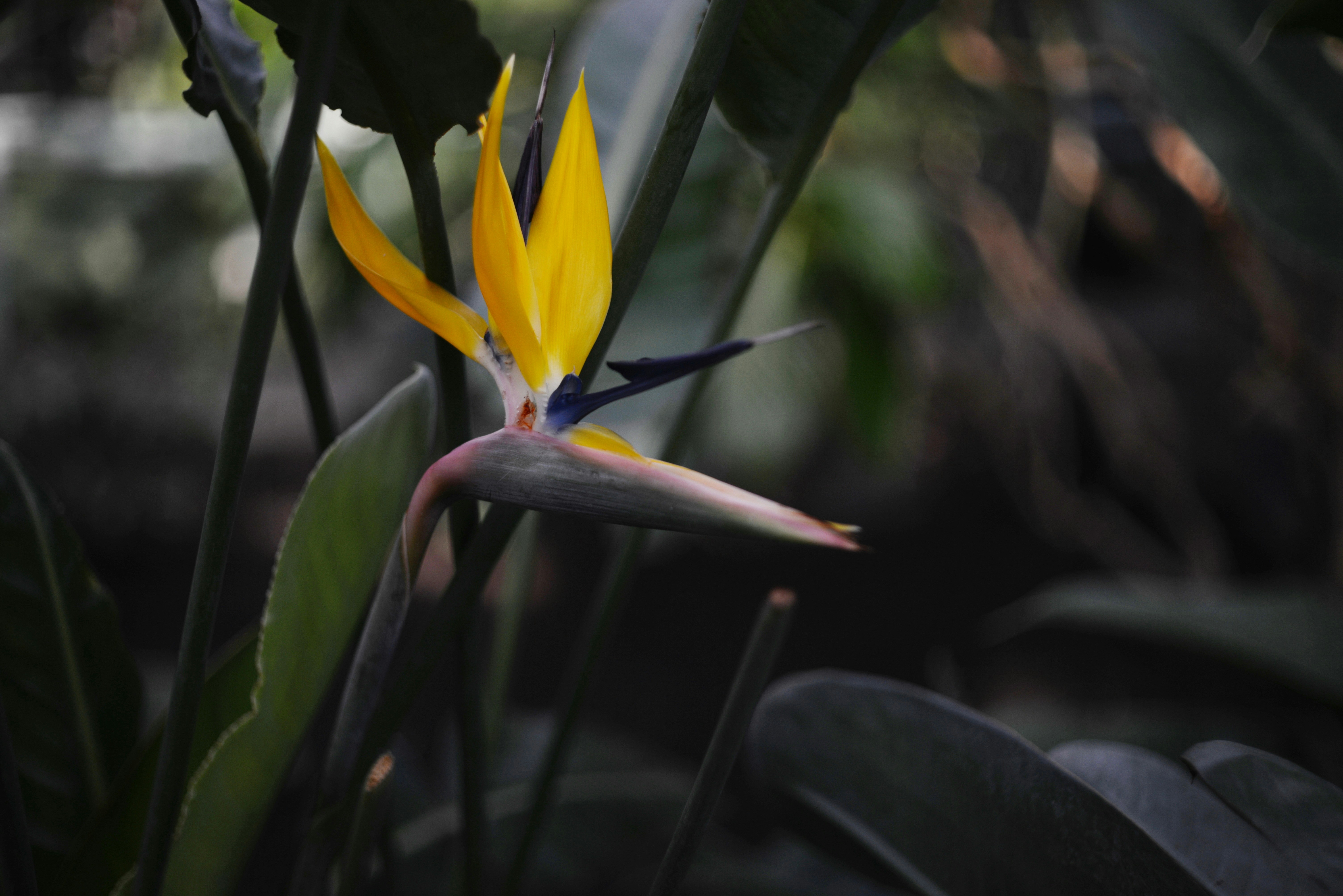A yellow bird of paradise flower blooms in foliage.