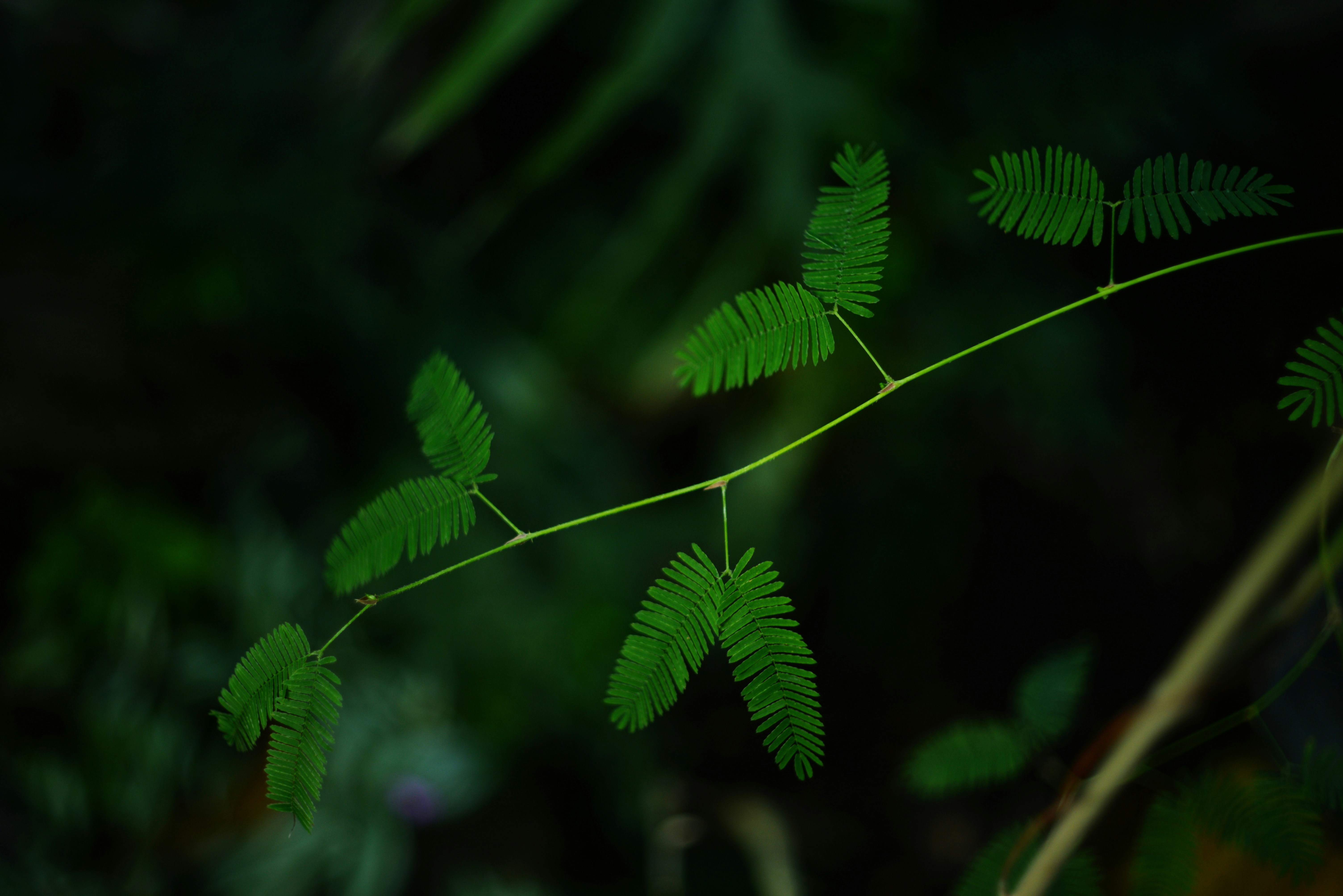 A delicate green vine with small, feathery leaves.