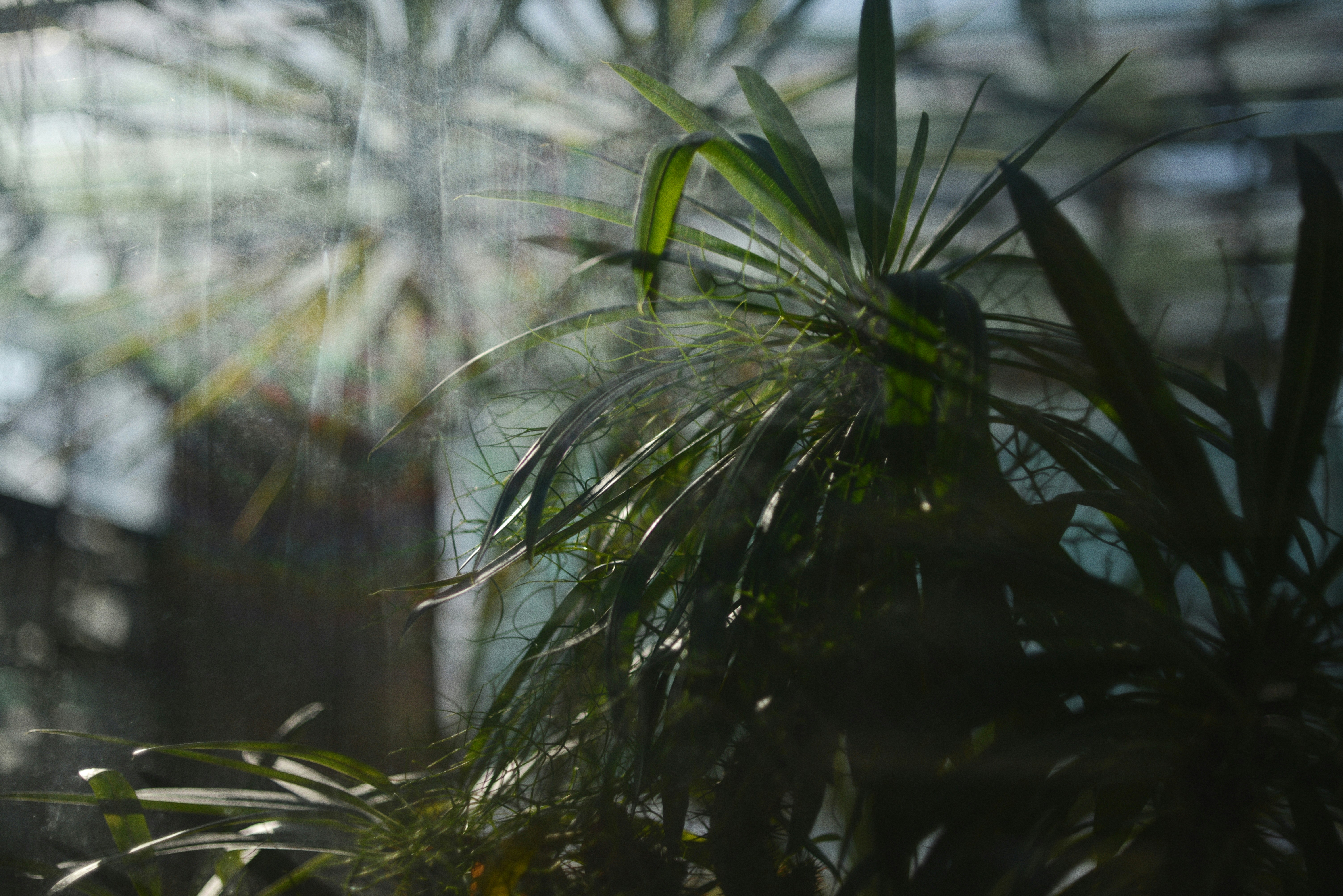Green tropical plants with sunlight filtering through leaves.