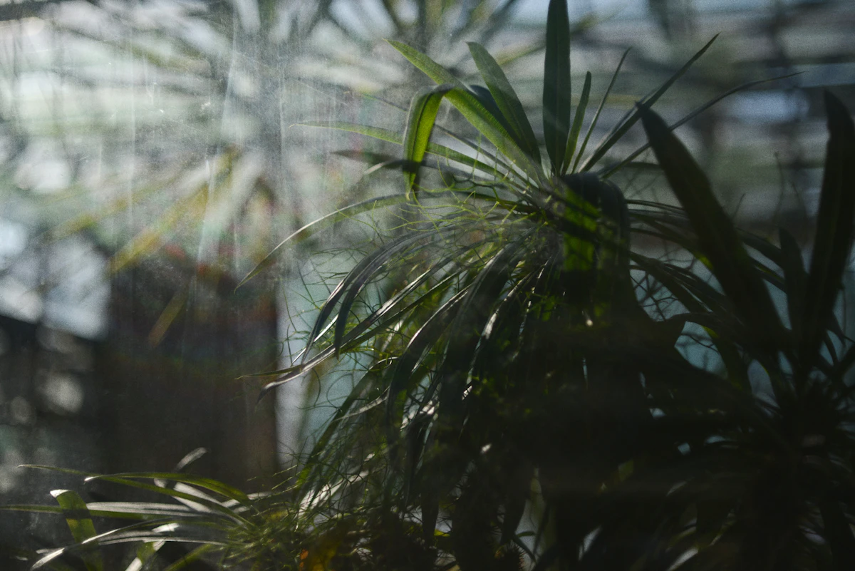Multiple tropical leaves growing close together under filtered light