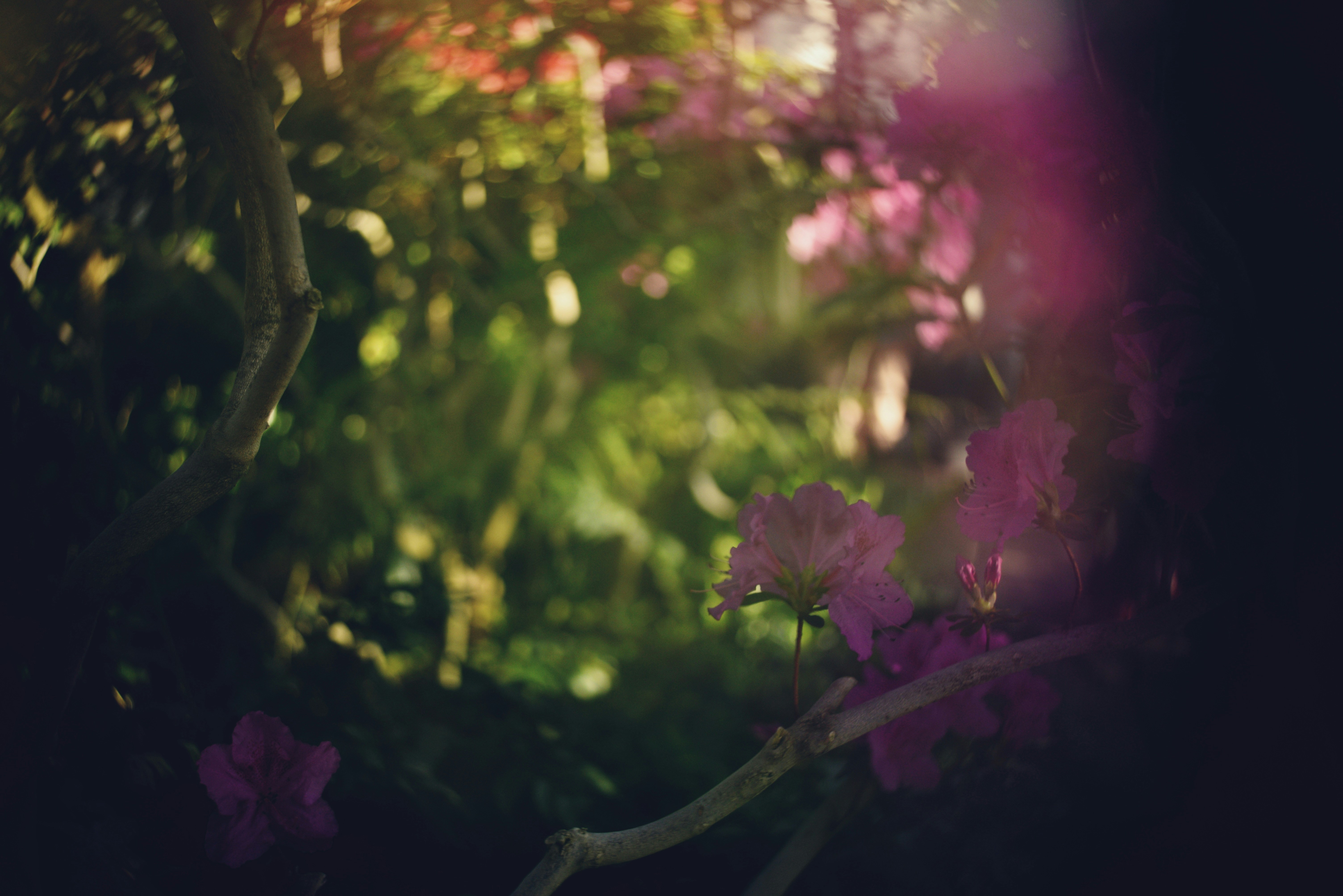 Blurred pink flowers and green foliage at dusk