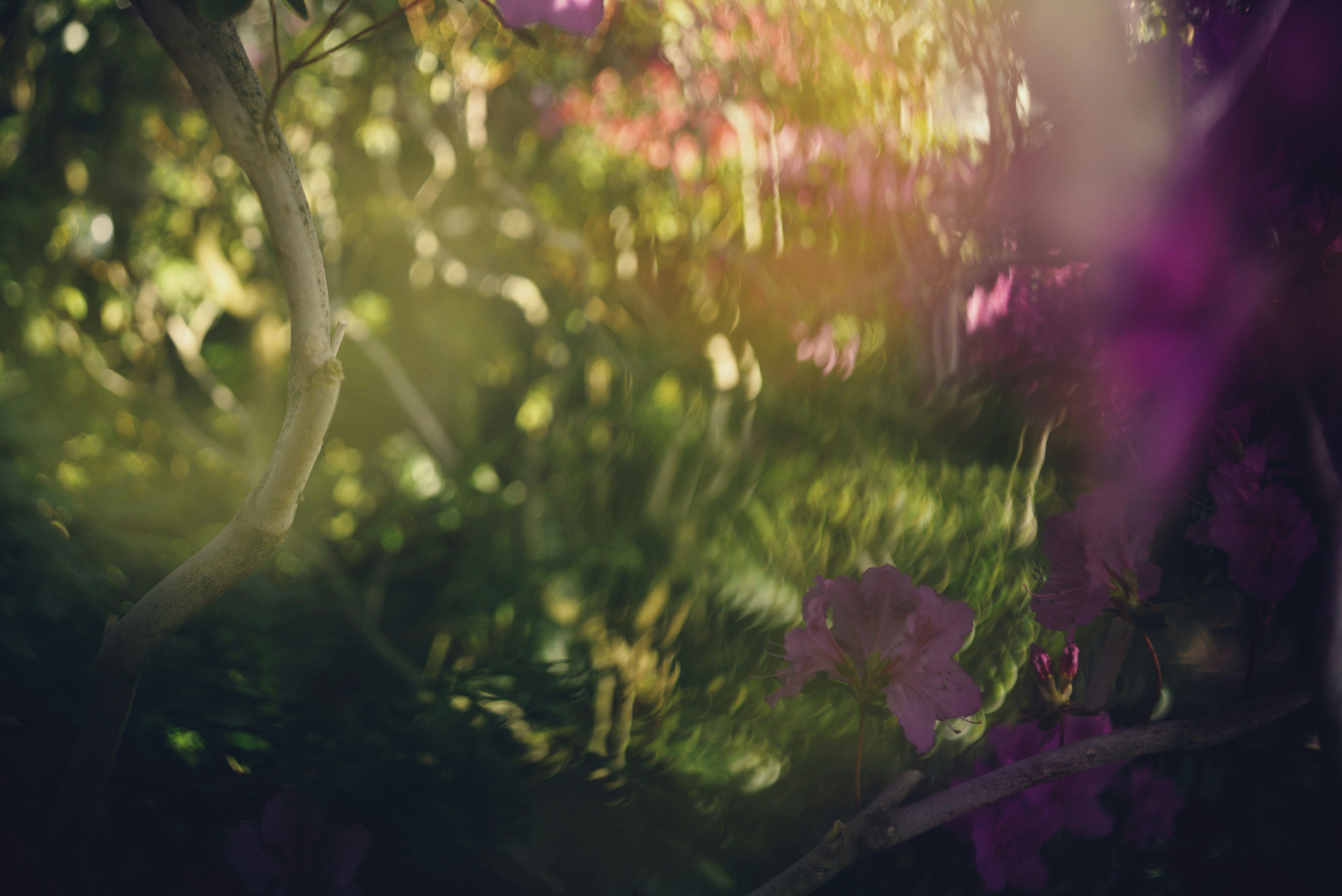 Soft focus view of purple flowers and green foliage.