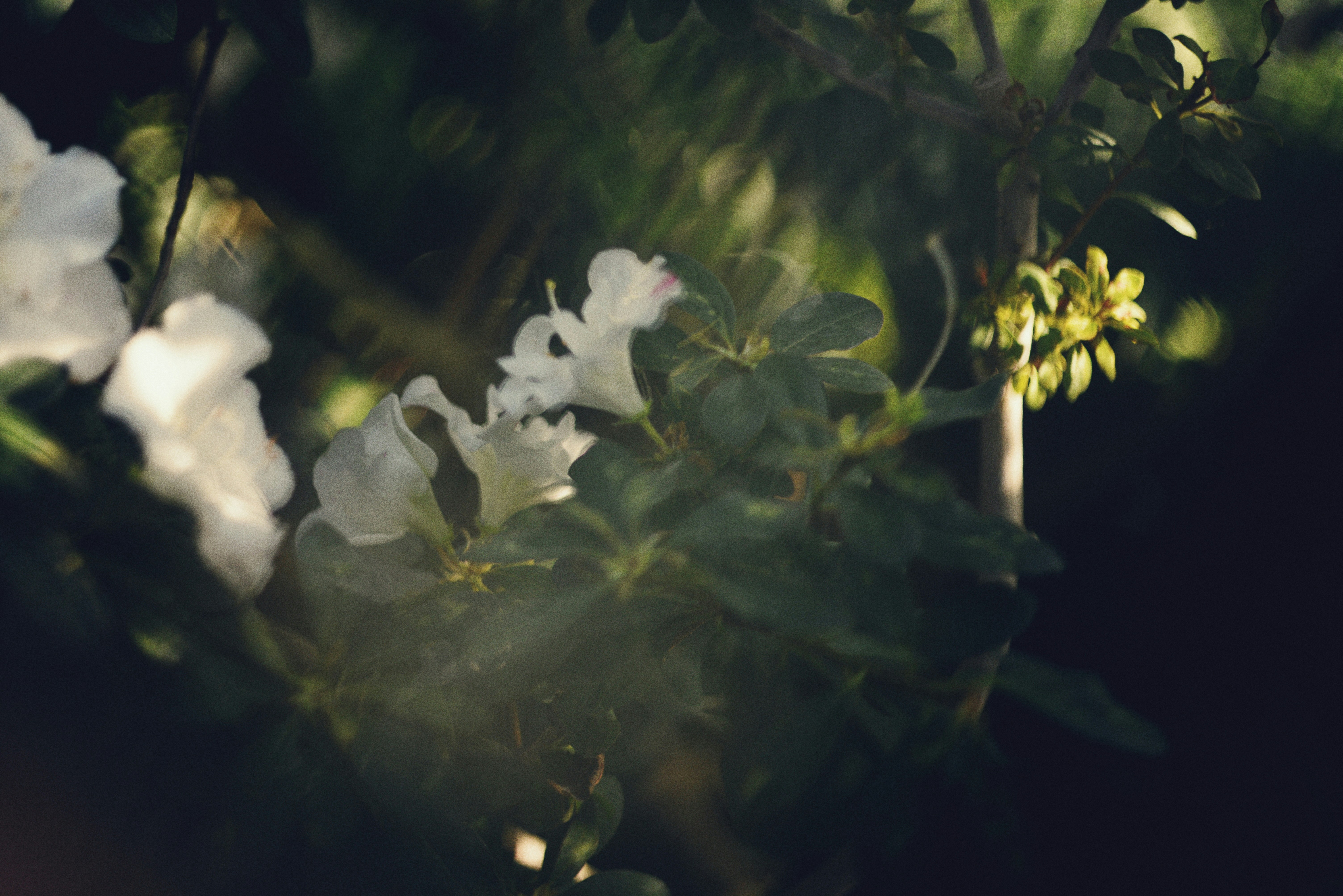 Delicate white flowers bloom in dappled sunlight.