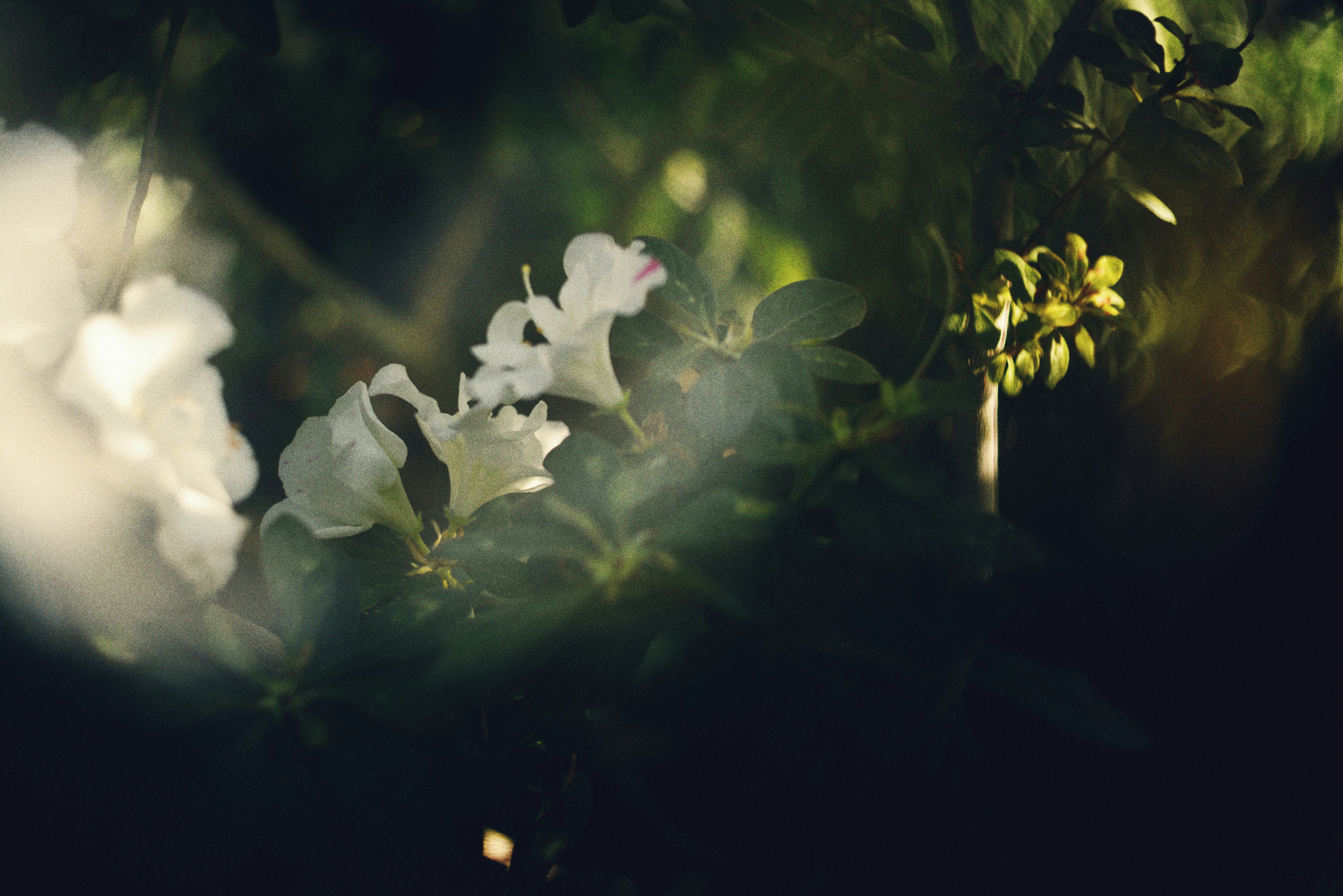 Photo by cherstve_pechivo