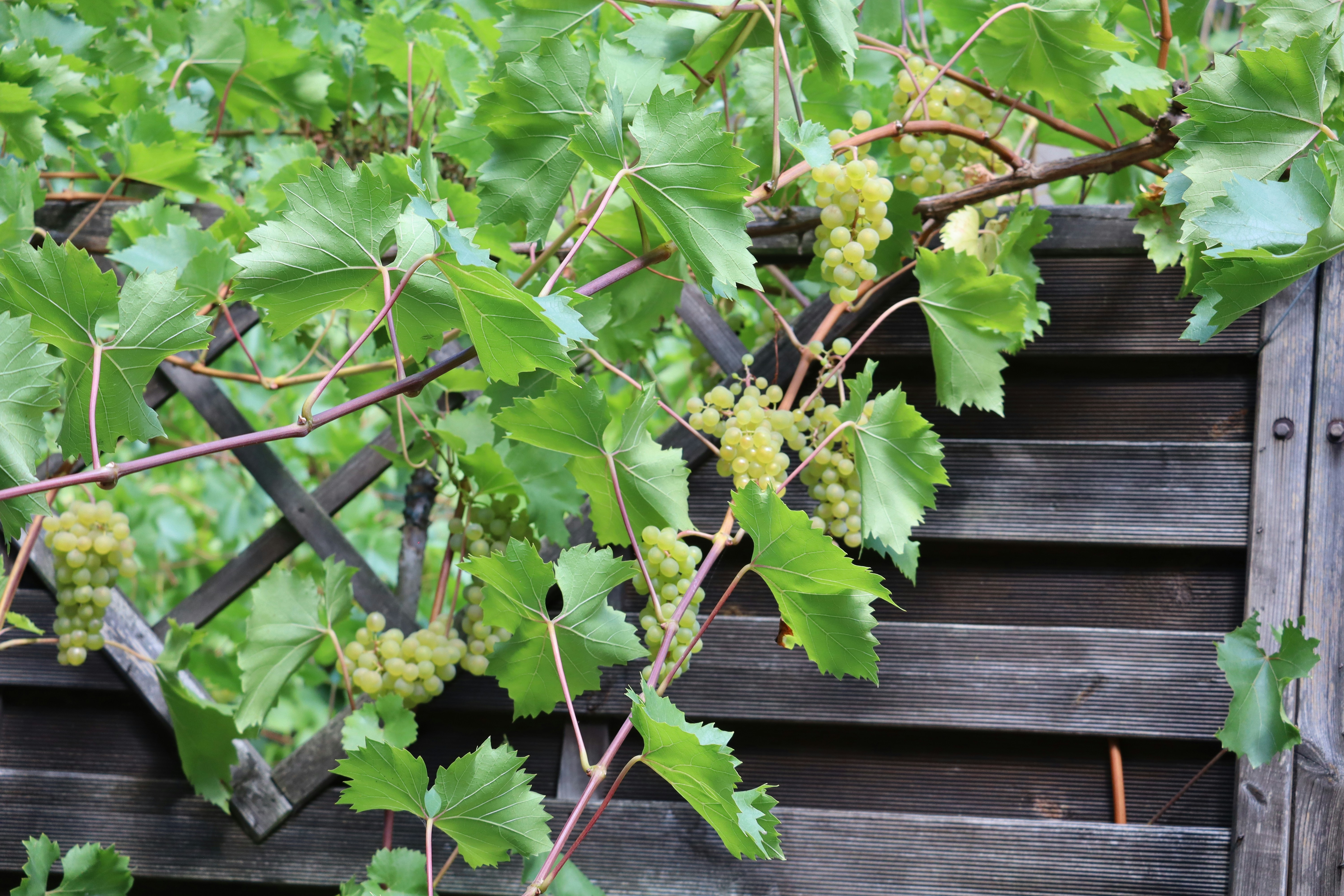 Green grapes growing on a vine by a wooden fence