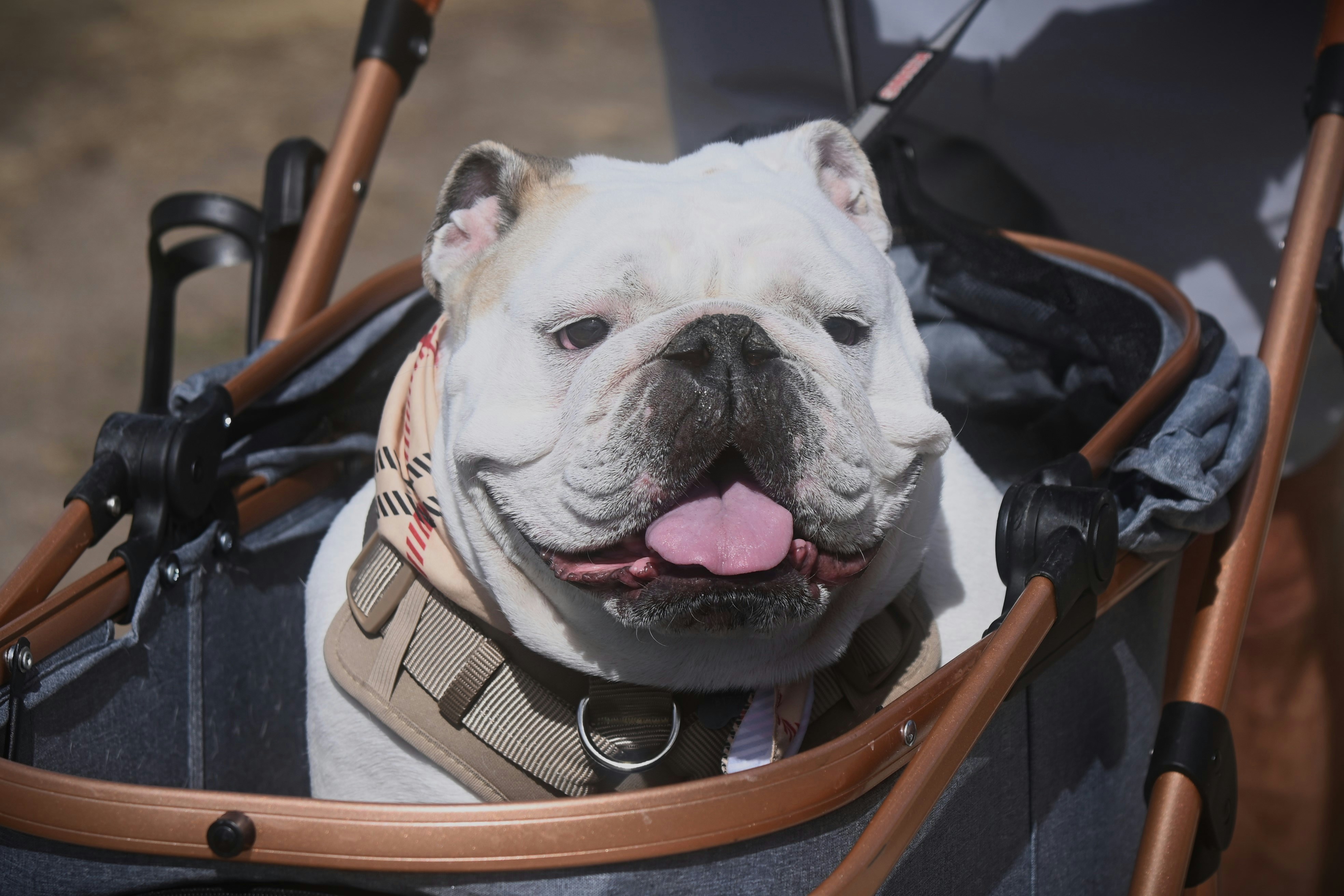 pet comfort travel