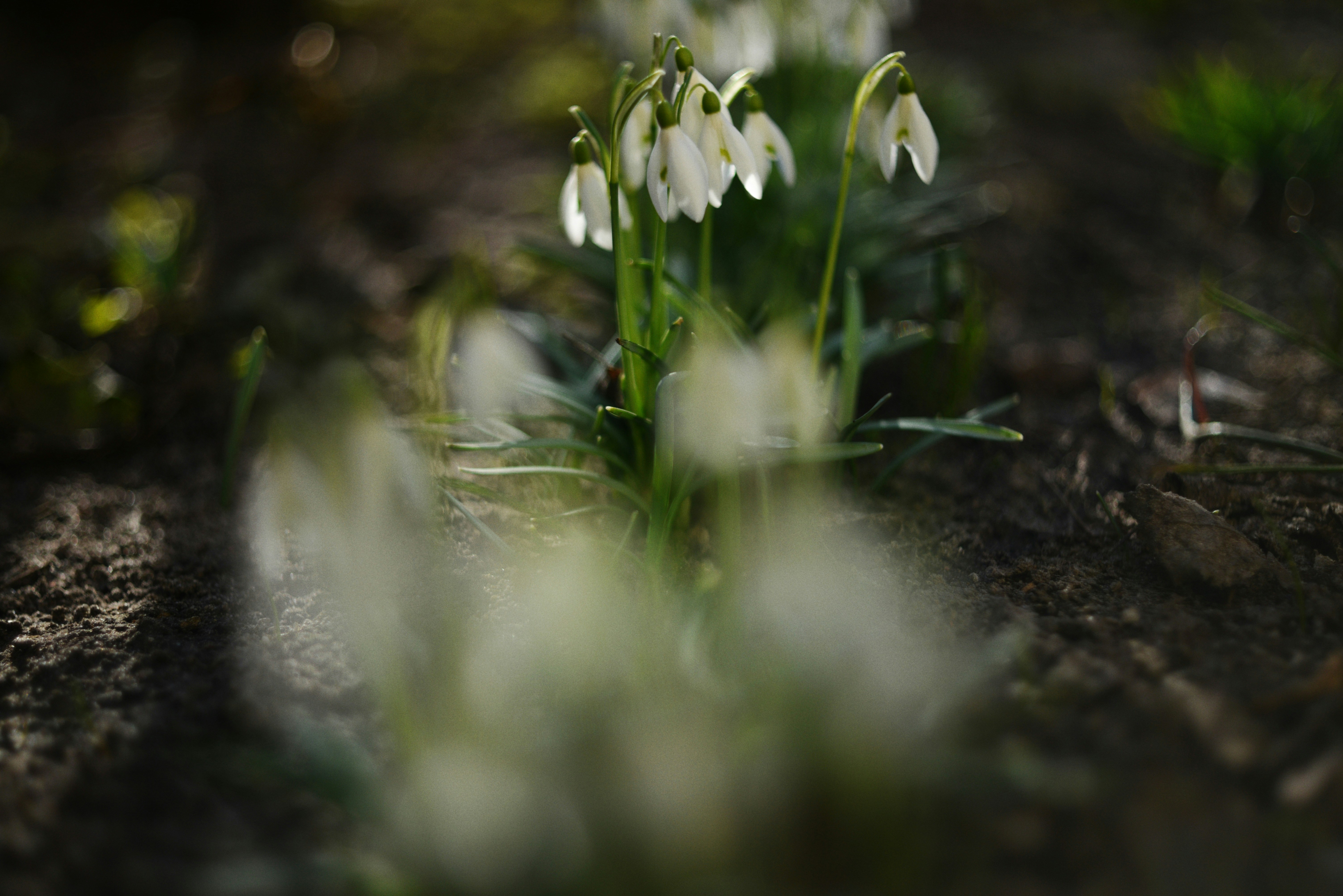 Delicate snowdrops bloom in soft dappled sunlight.