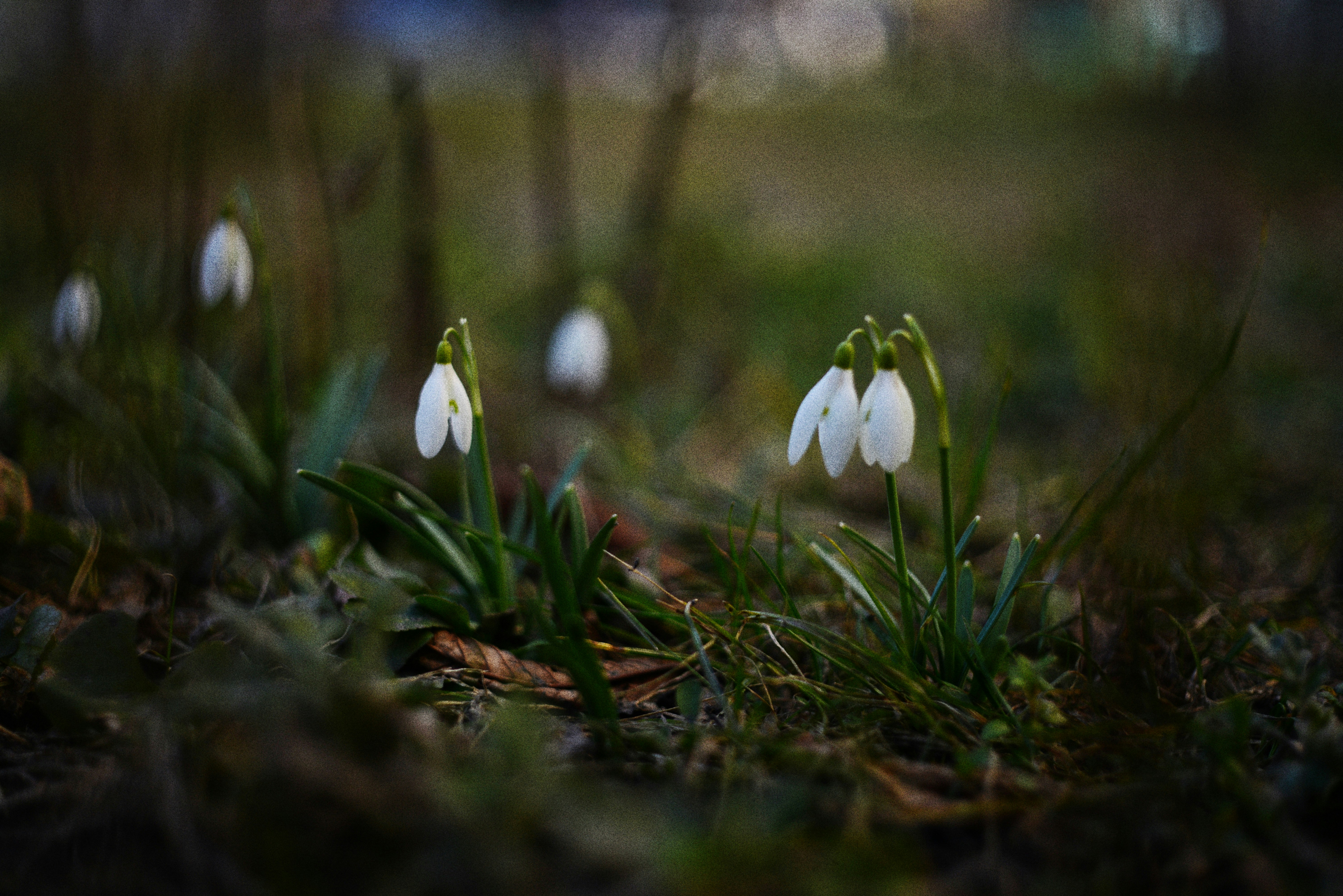 Delicate snowdrops bloom in a grassy field.