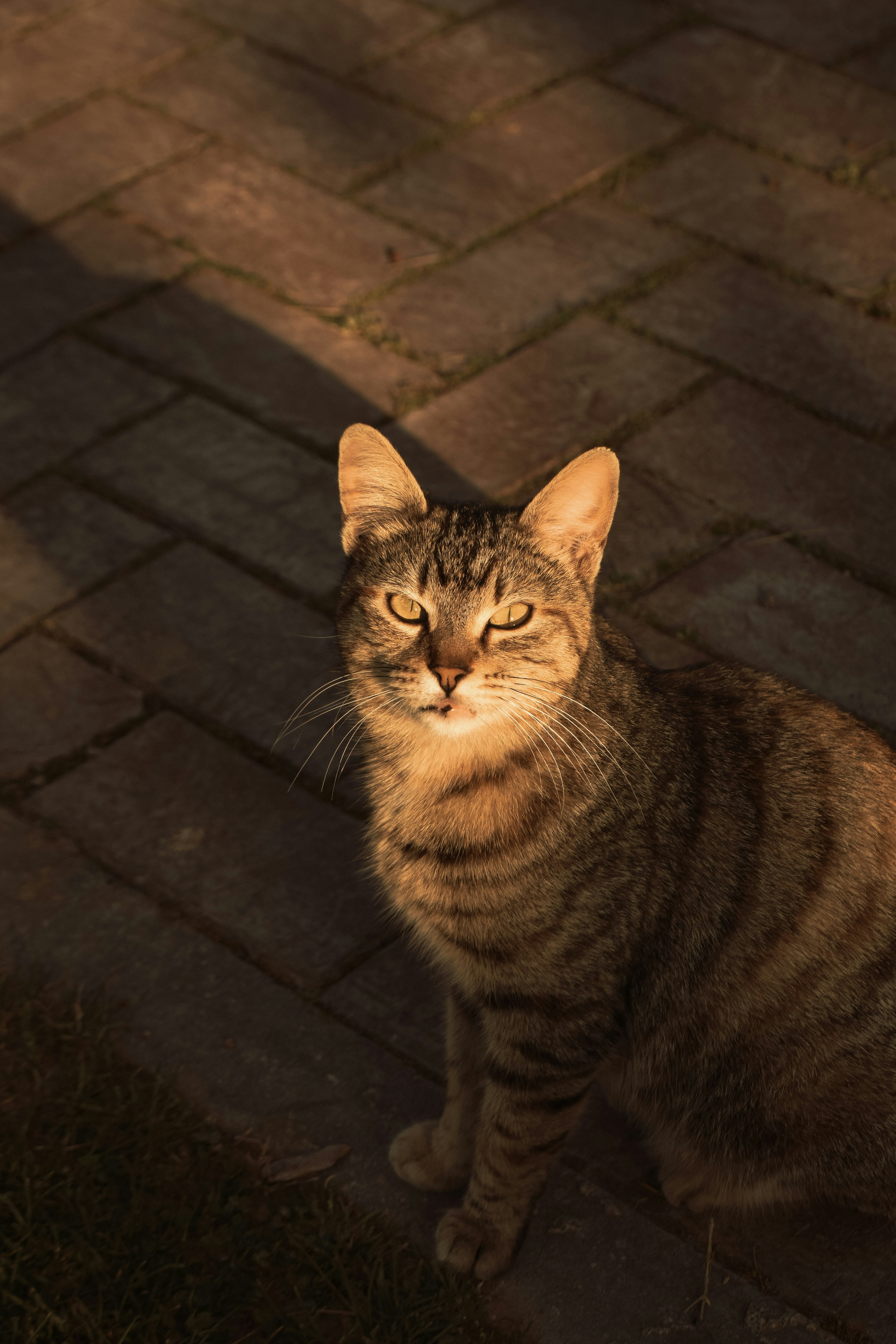 Gato malhado sentado em um pátio de tijolos ao pôr do sol
