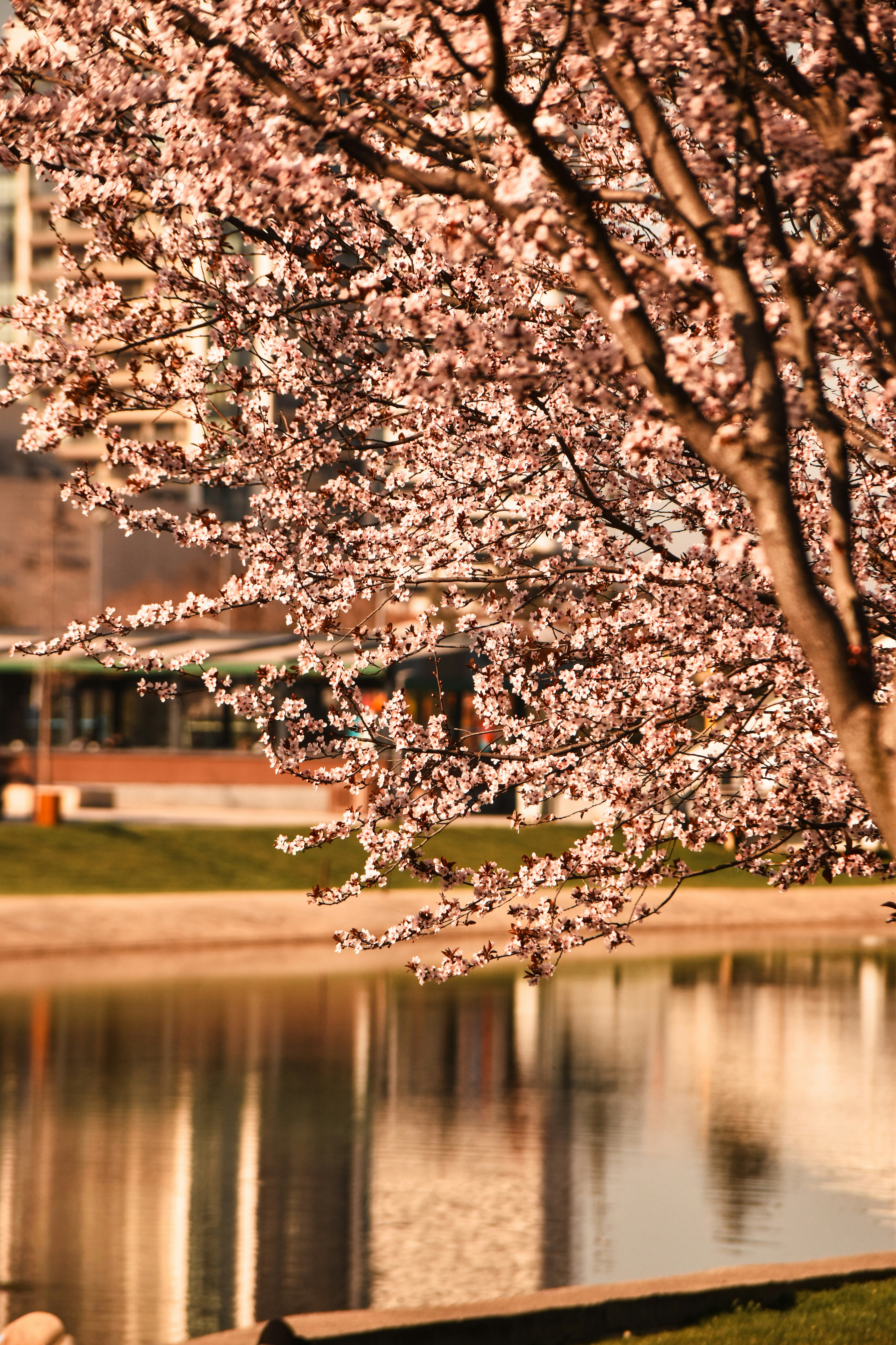 Uma árvore florida com flores rosas à beira de um lago calmo.