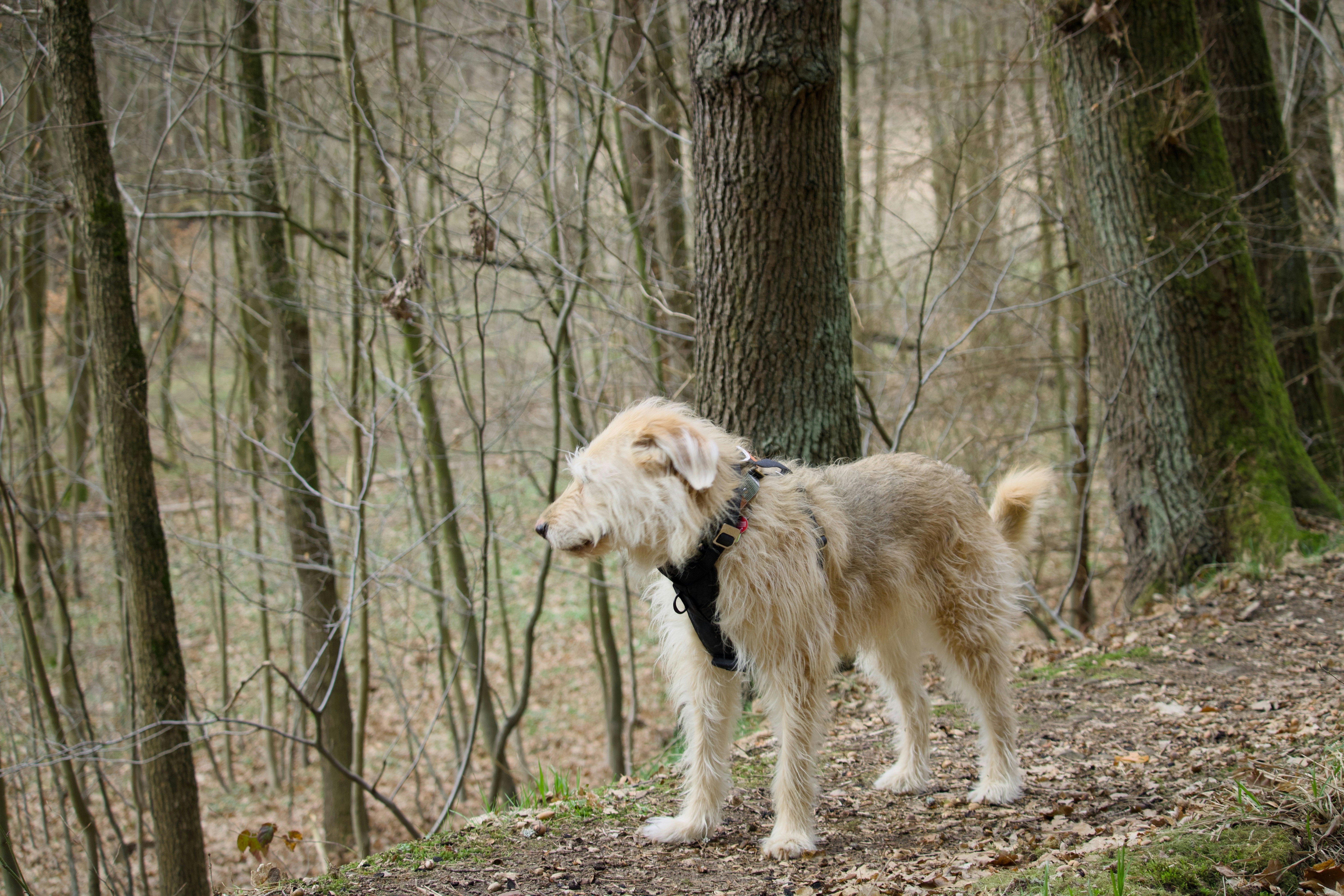 Un cane peloso si trova su un sentiero nella foresta.