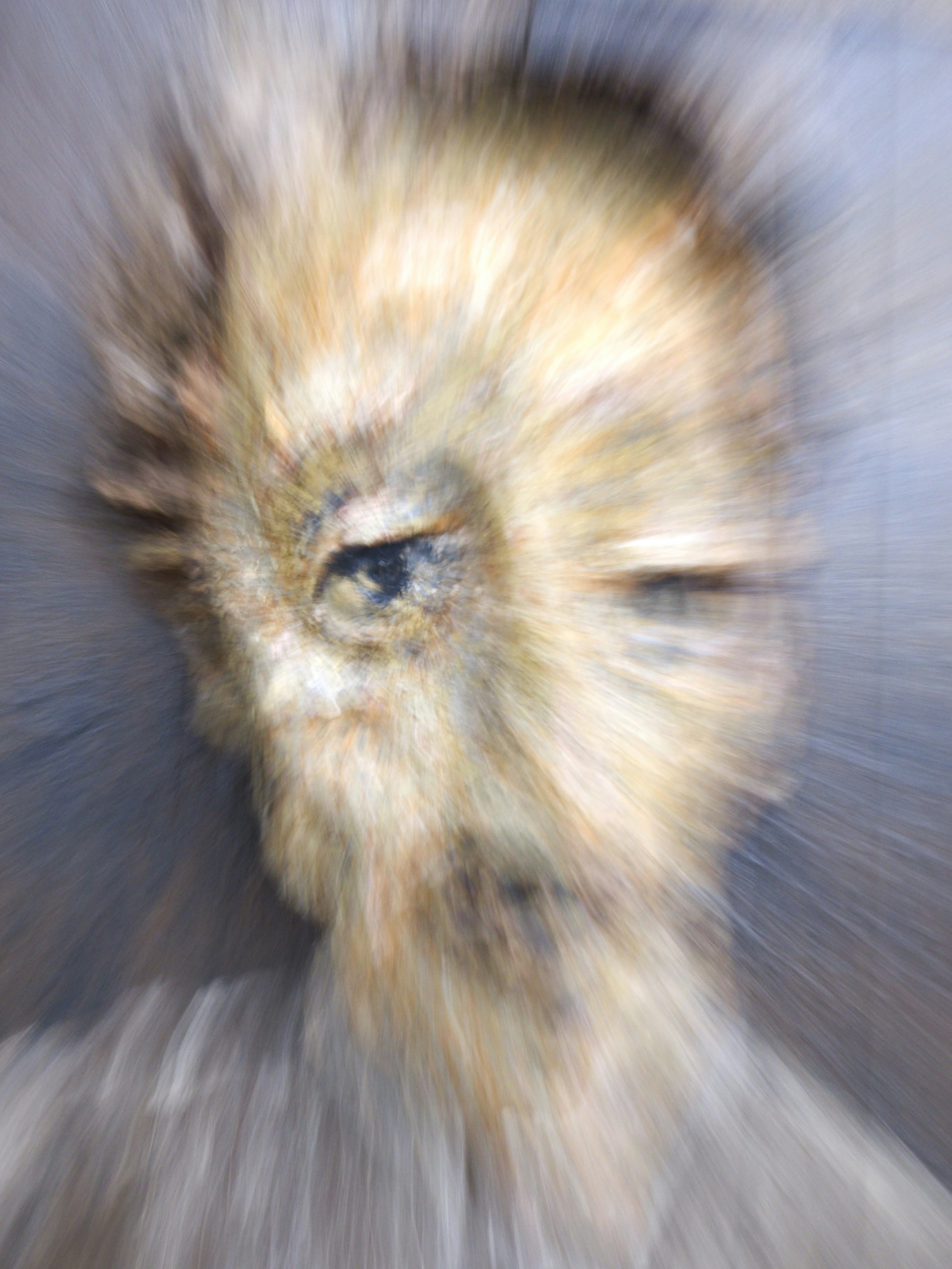 Abstract portrait with blurred face and visible eye