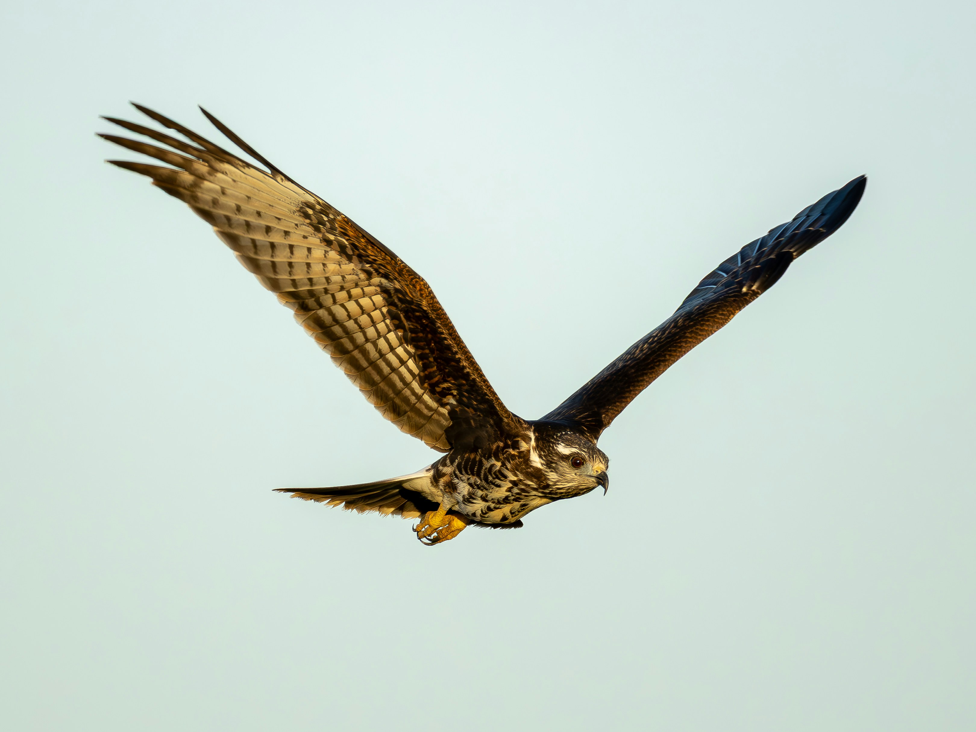 Photo by matheuskprot