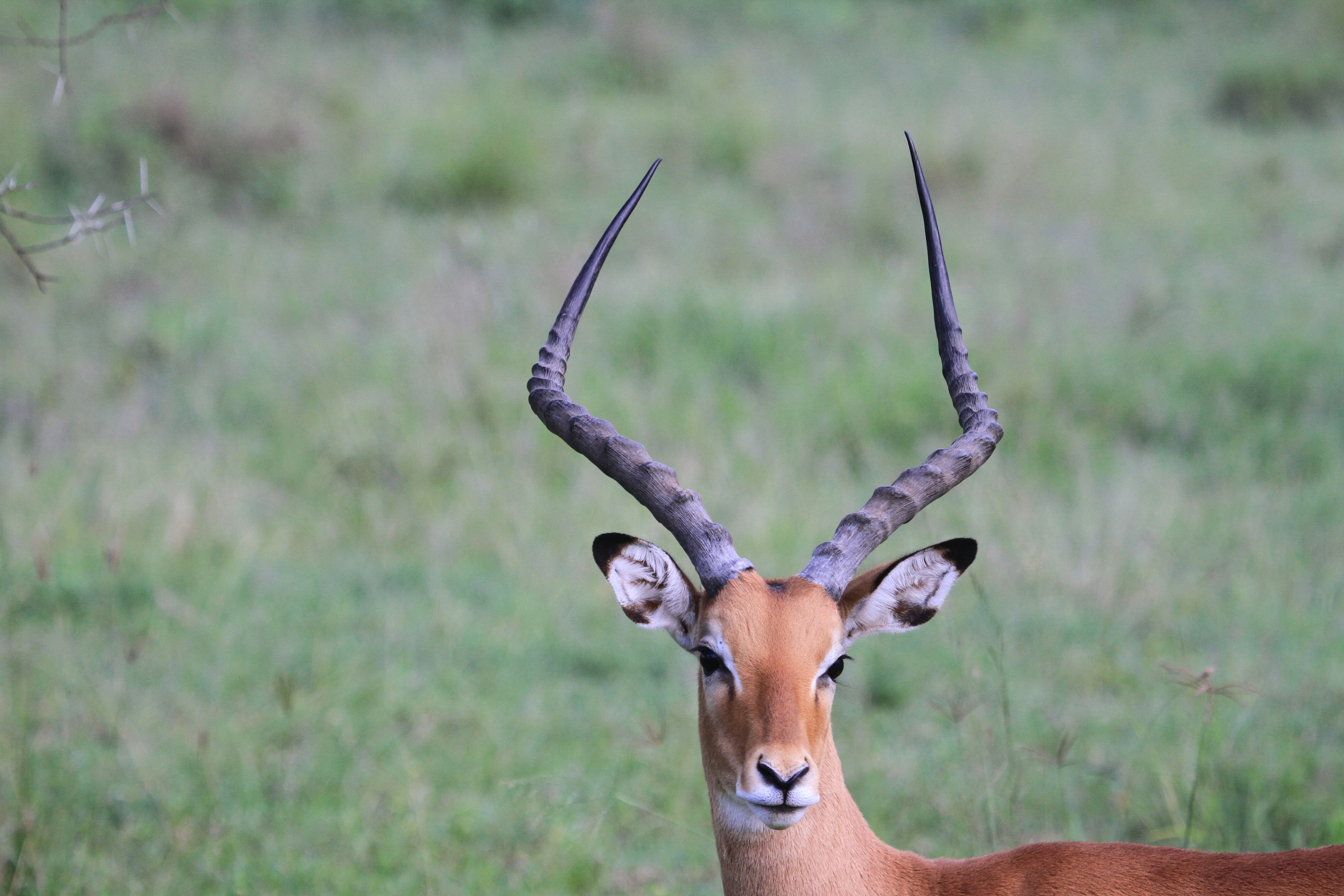 Photo by safarirequests