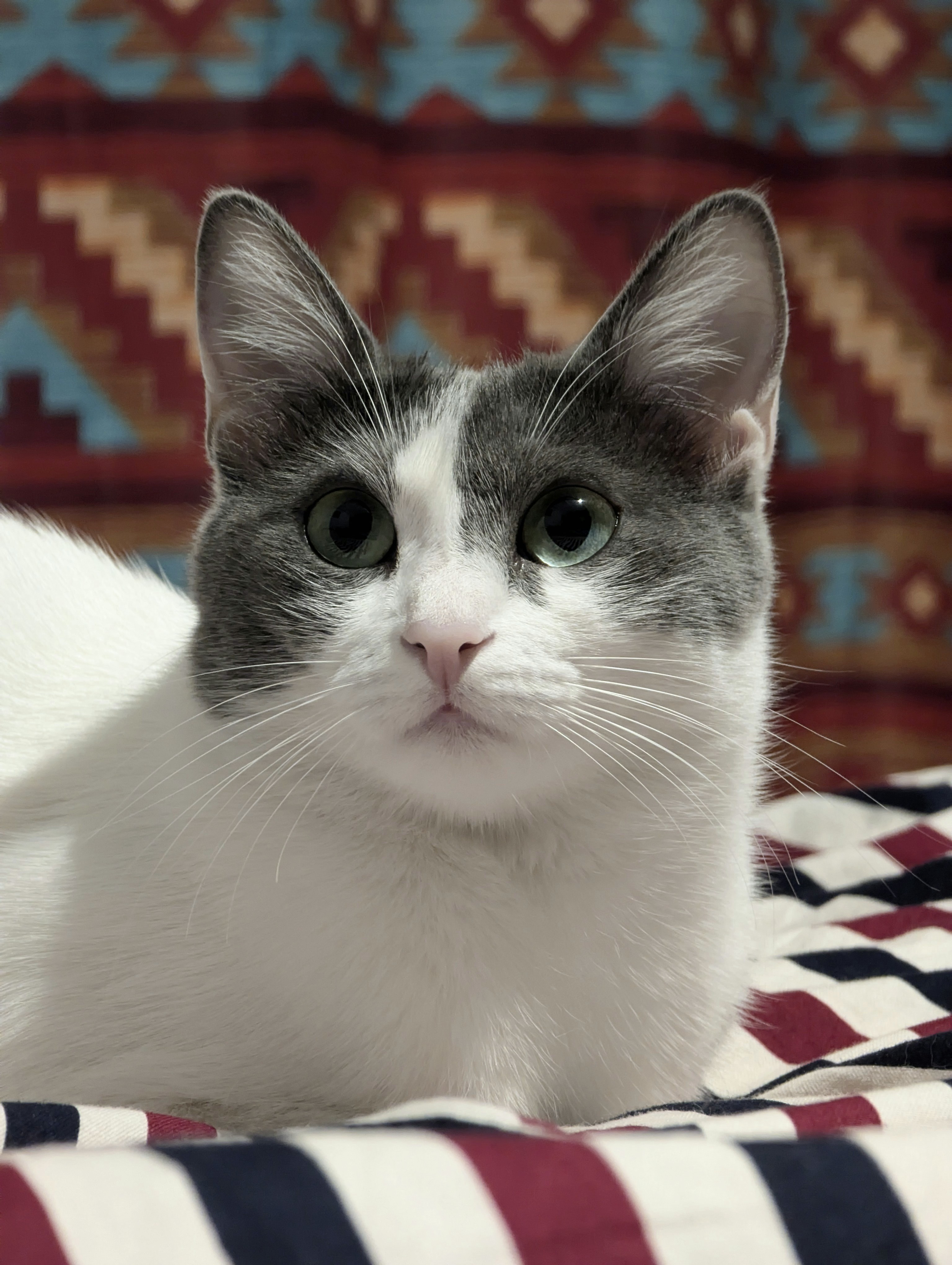 A white and gray cat sits on a patterned blanket.