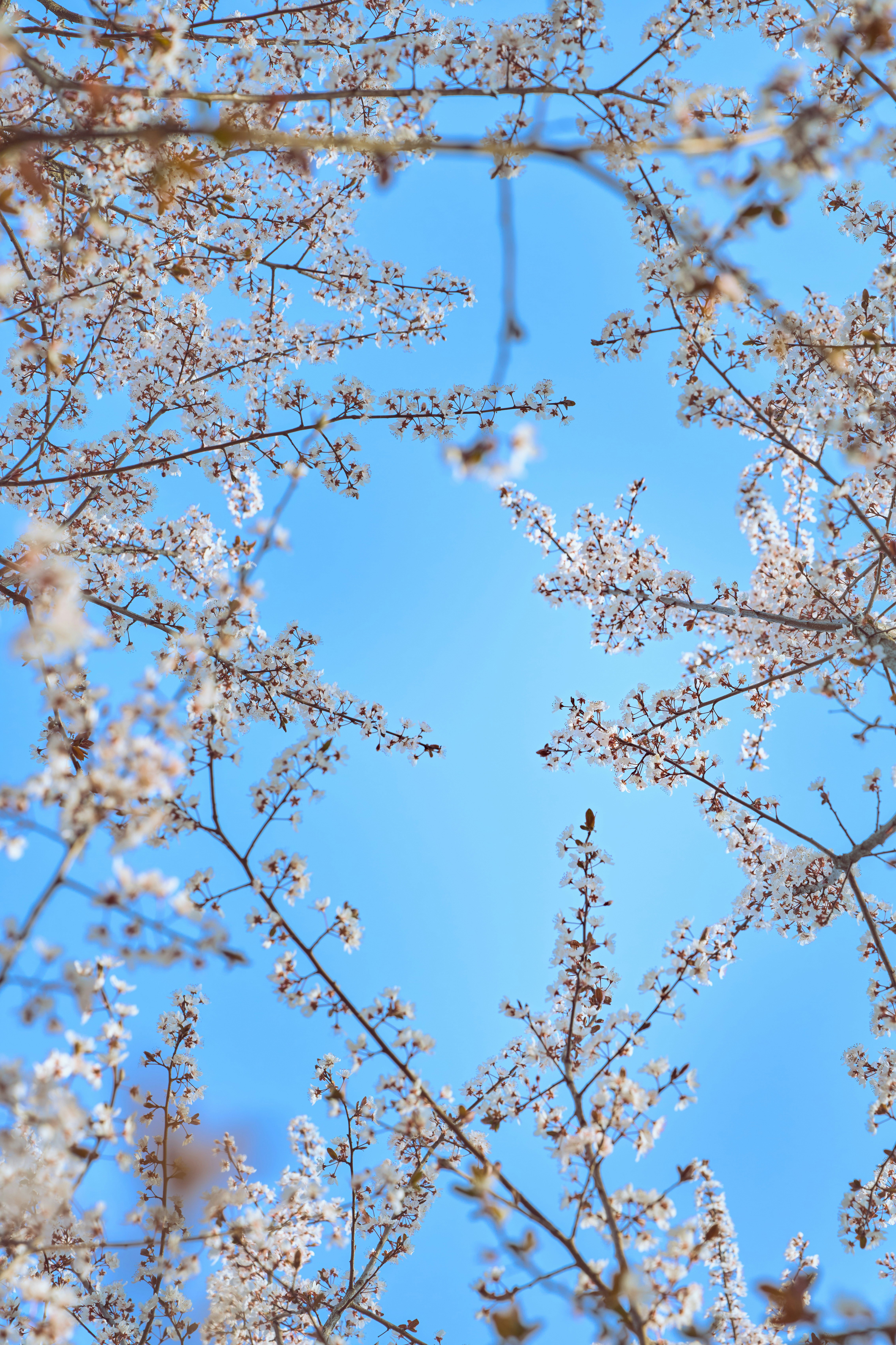 Cherry blossoms against a bright blue sky.
