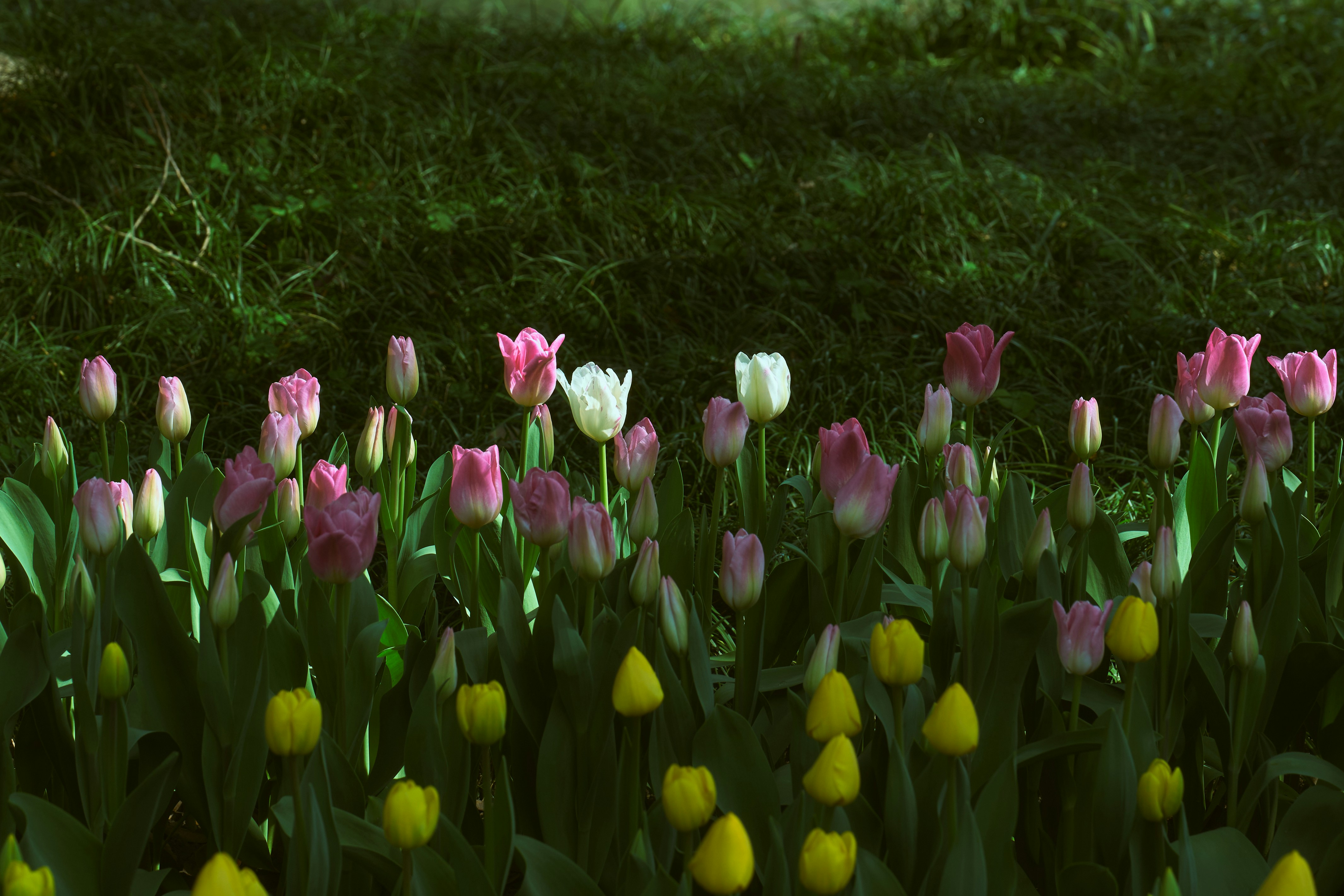 A field of pink, white, and yellow tulips in bloom.