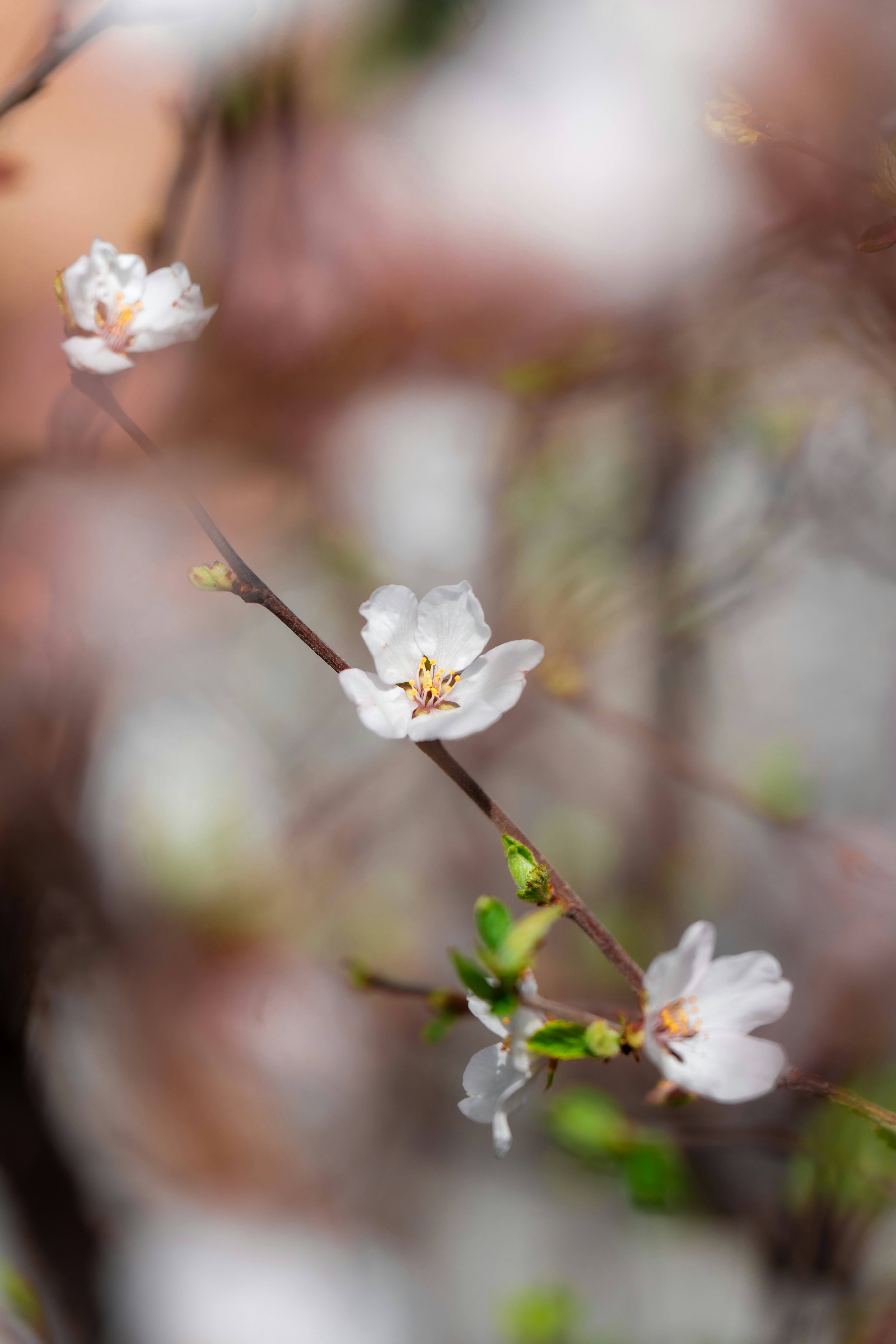 Photo by happysurd