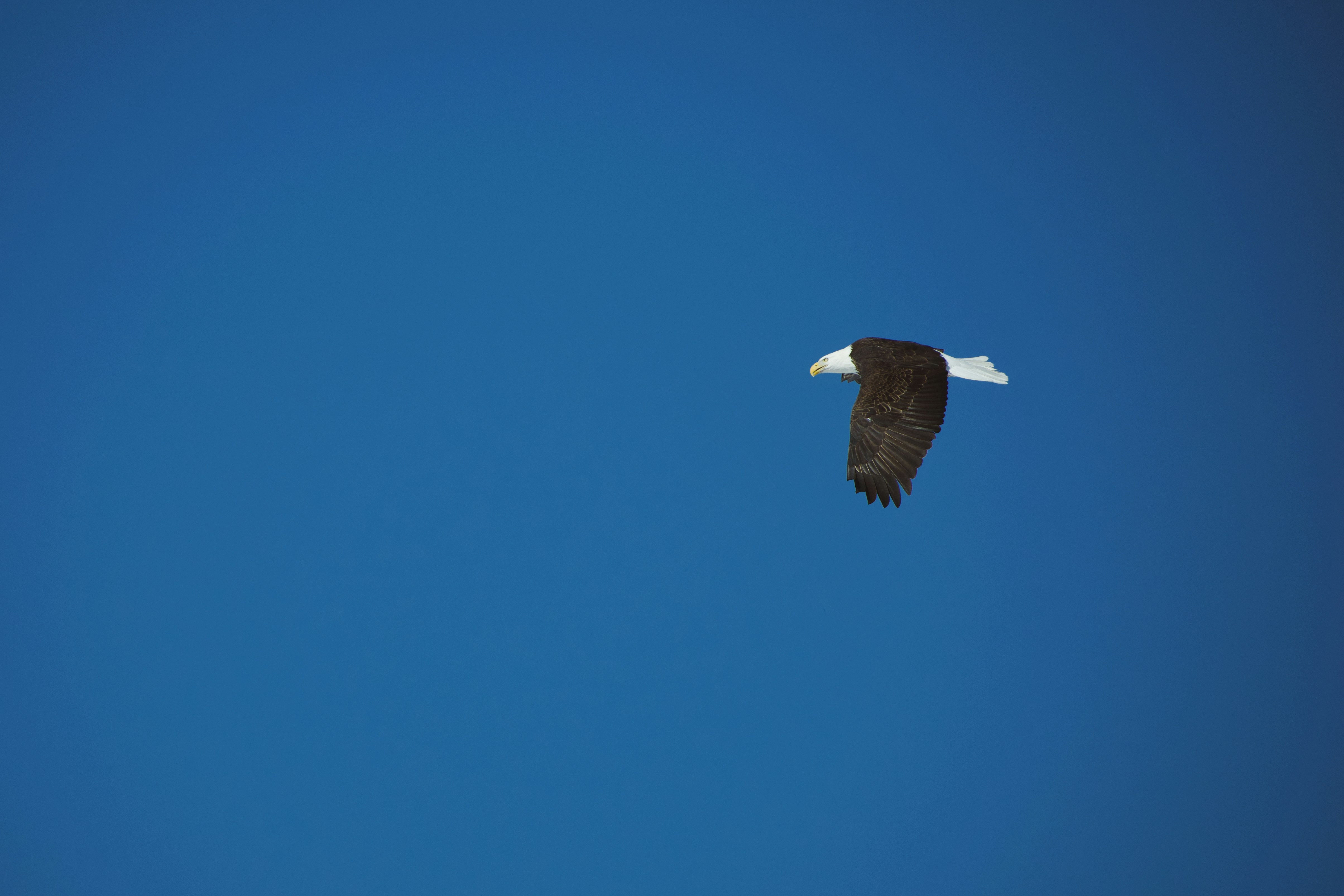 A bald eagle flying against a clear blue sky
