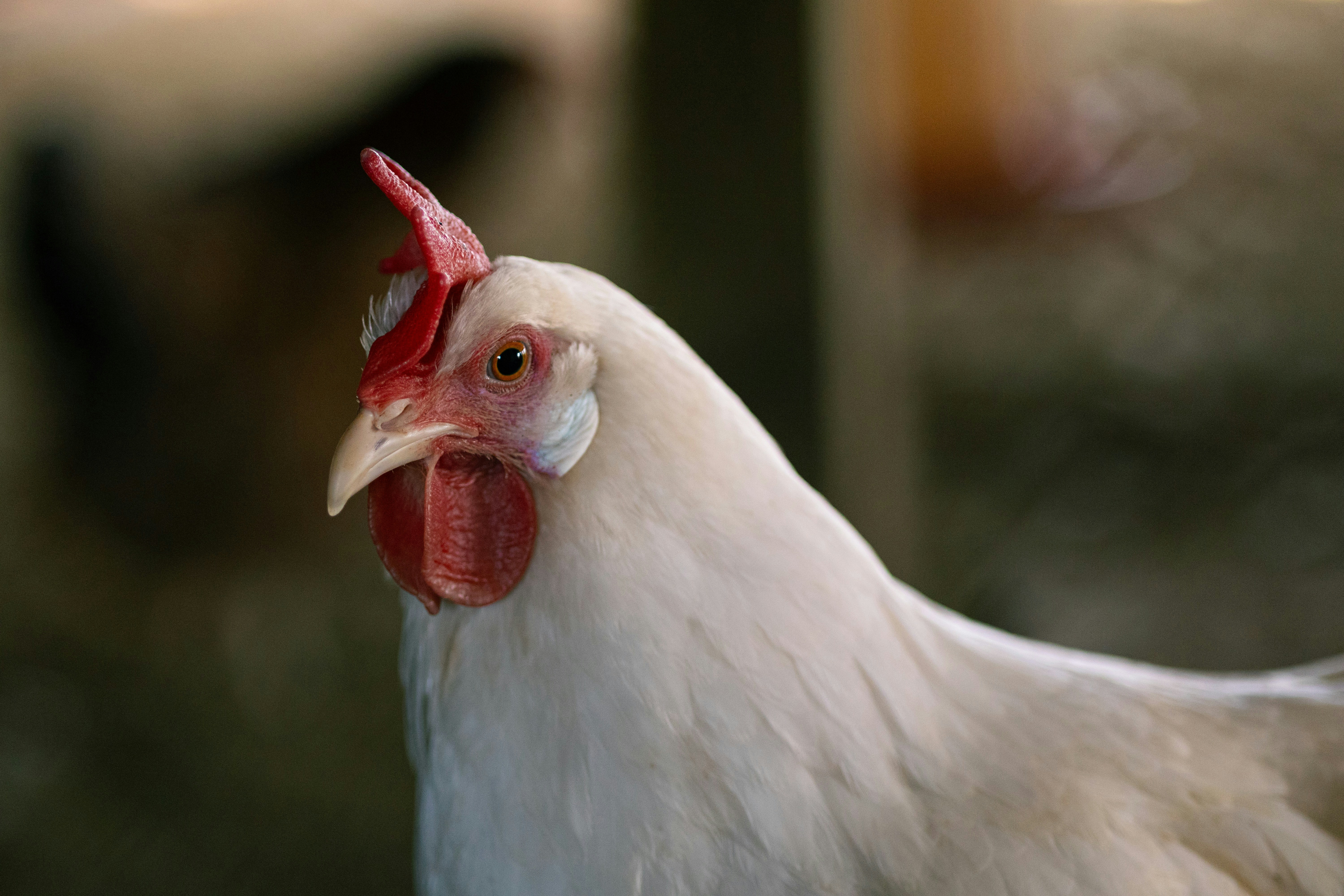 Ayam putih dengan sisir merah.