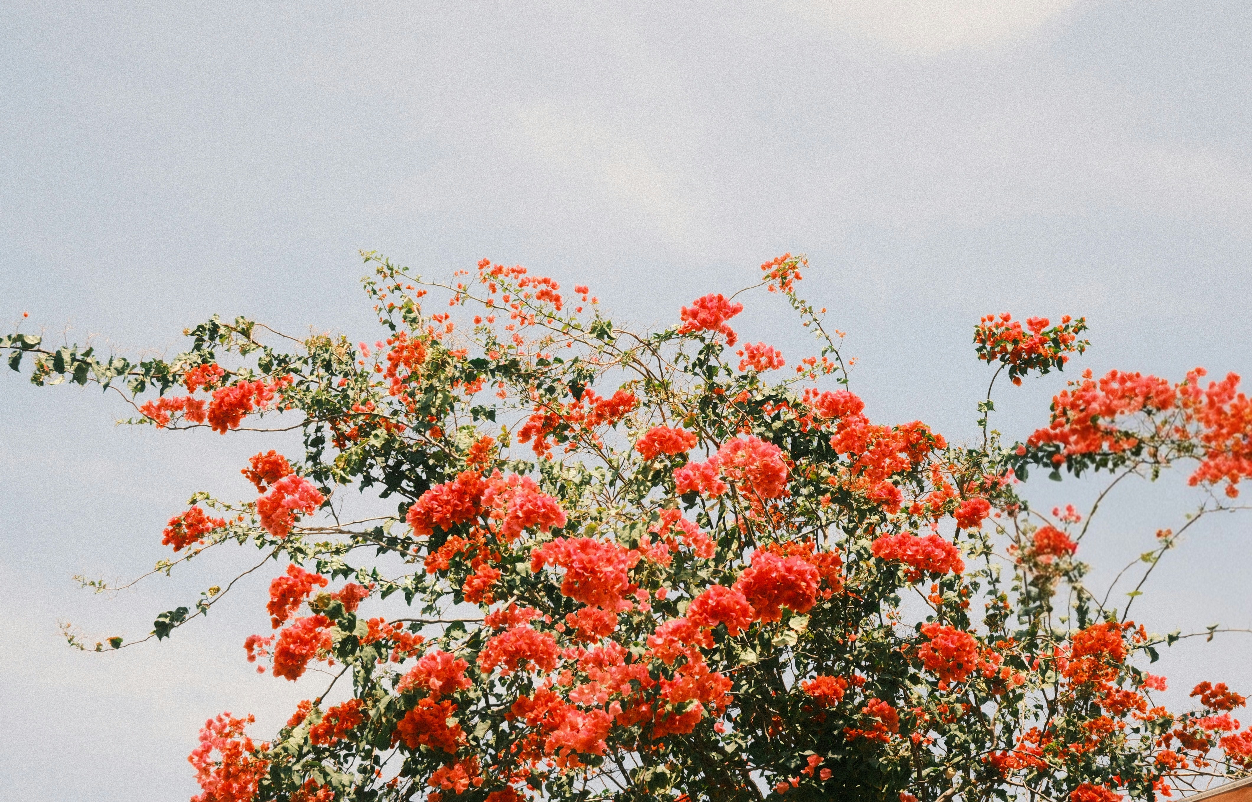 Photo by natalienpngoc