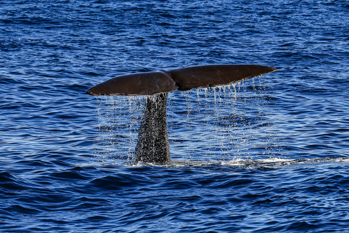 Sperm whale raising its broad triangular fluke before a dive
