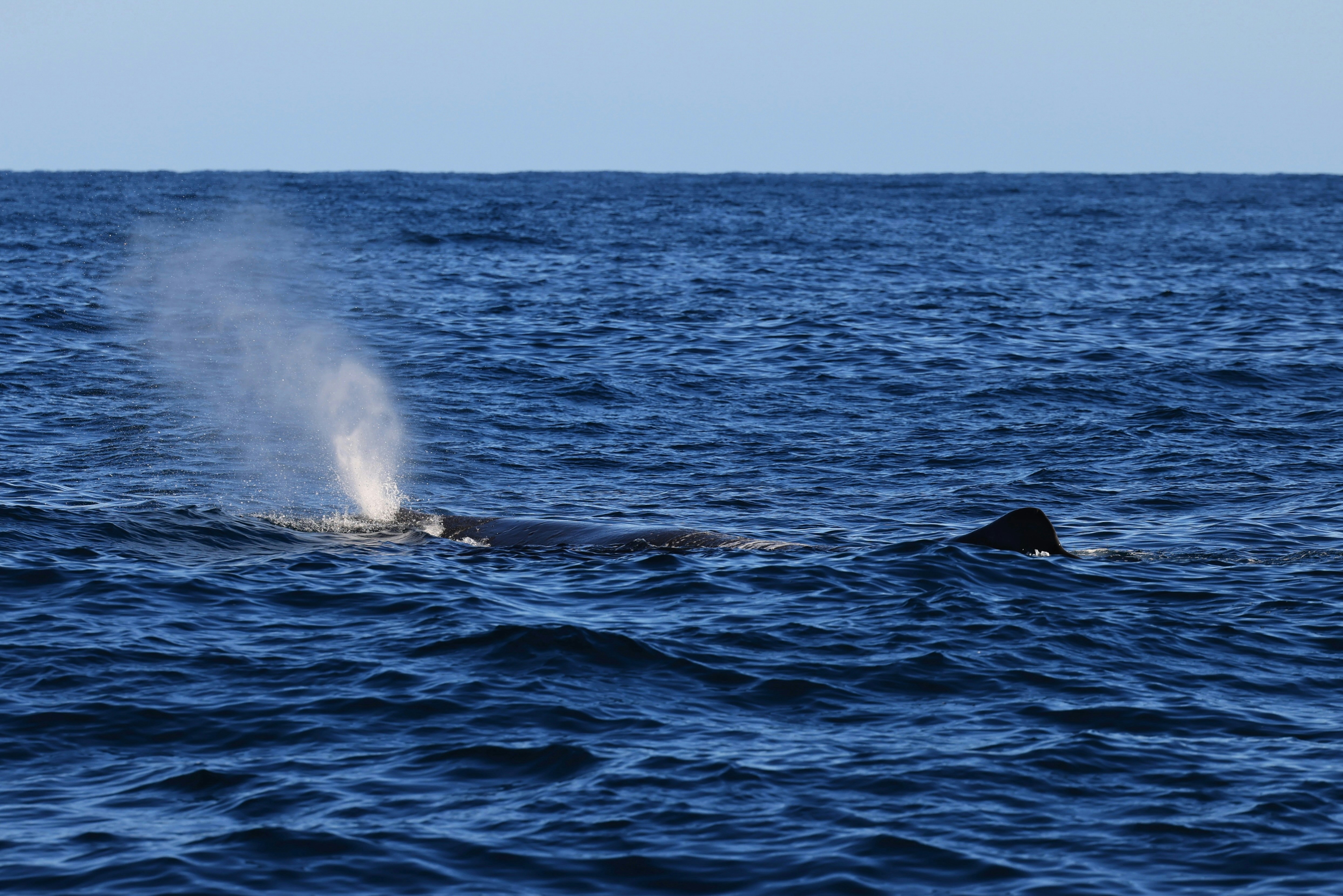 Photo by maximilian_brand