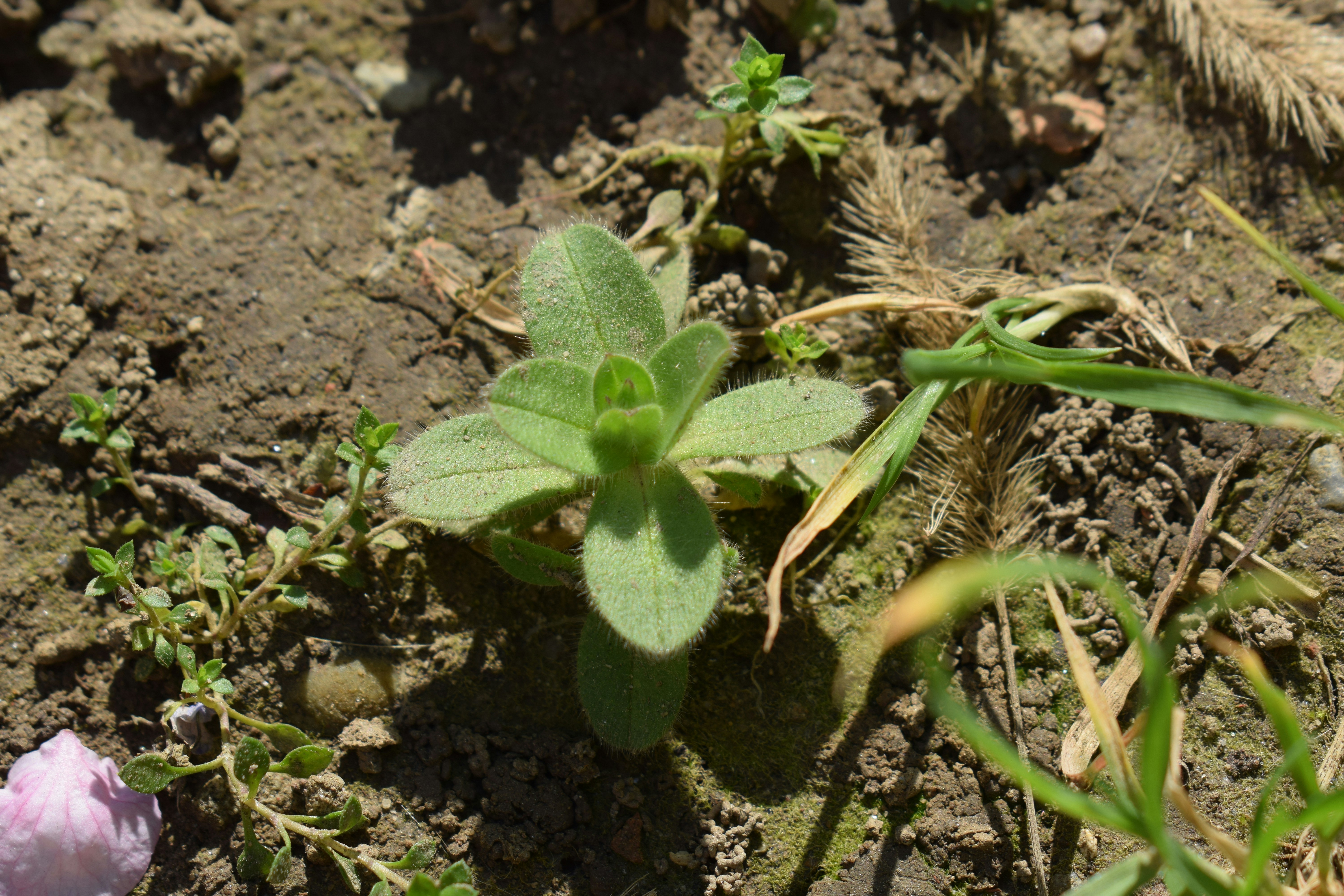 A small green plant grows from dry soil.