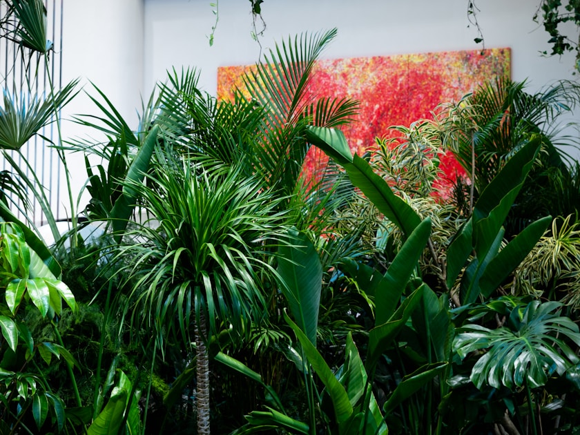Plants for north facing balcony — step-by-step visual example
