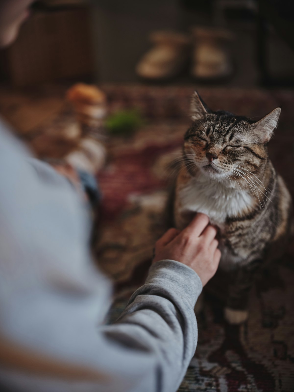 A cat enjoying a gentle head scratch — the everyday moments Prizo Pets is here for