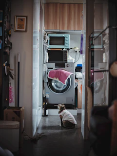 A cat sits in a laundry room with appliances.