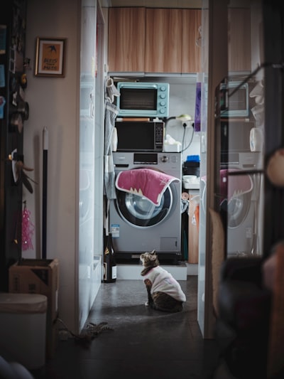 Dog owner lifestyle