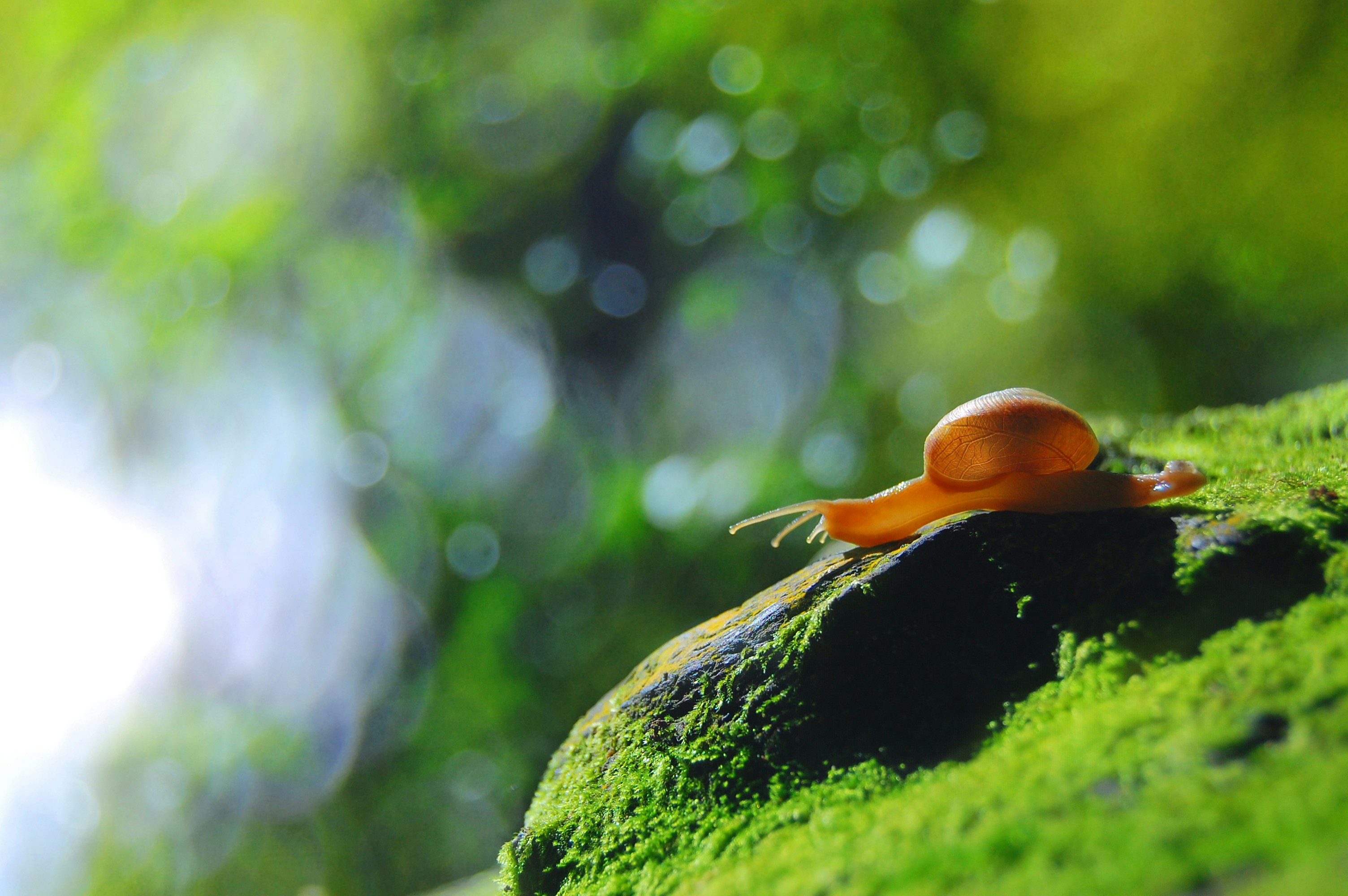 Photo by bikeshdesharphotography