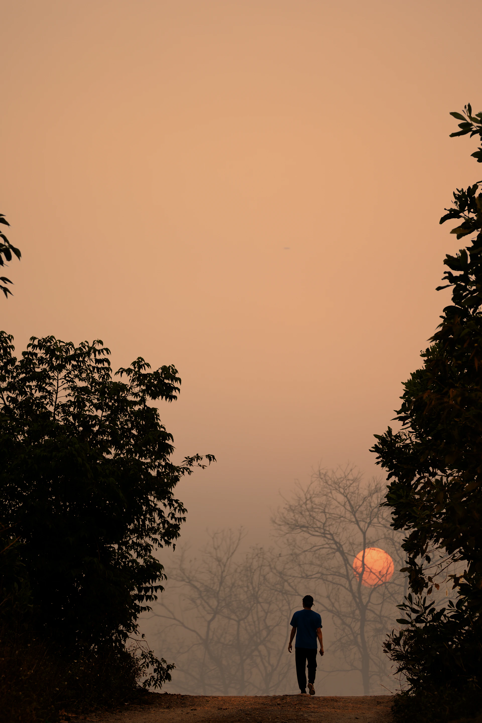 Man walks towards the setting sun through trees.