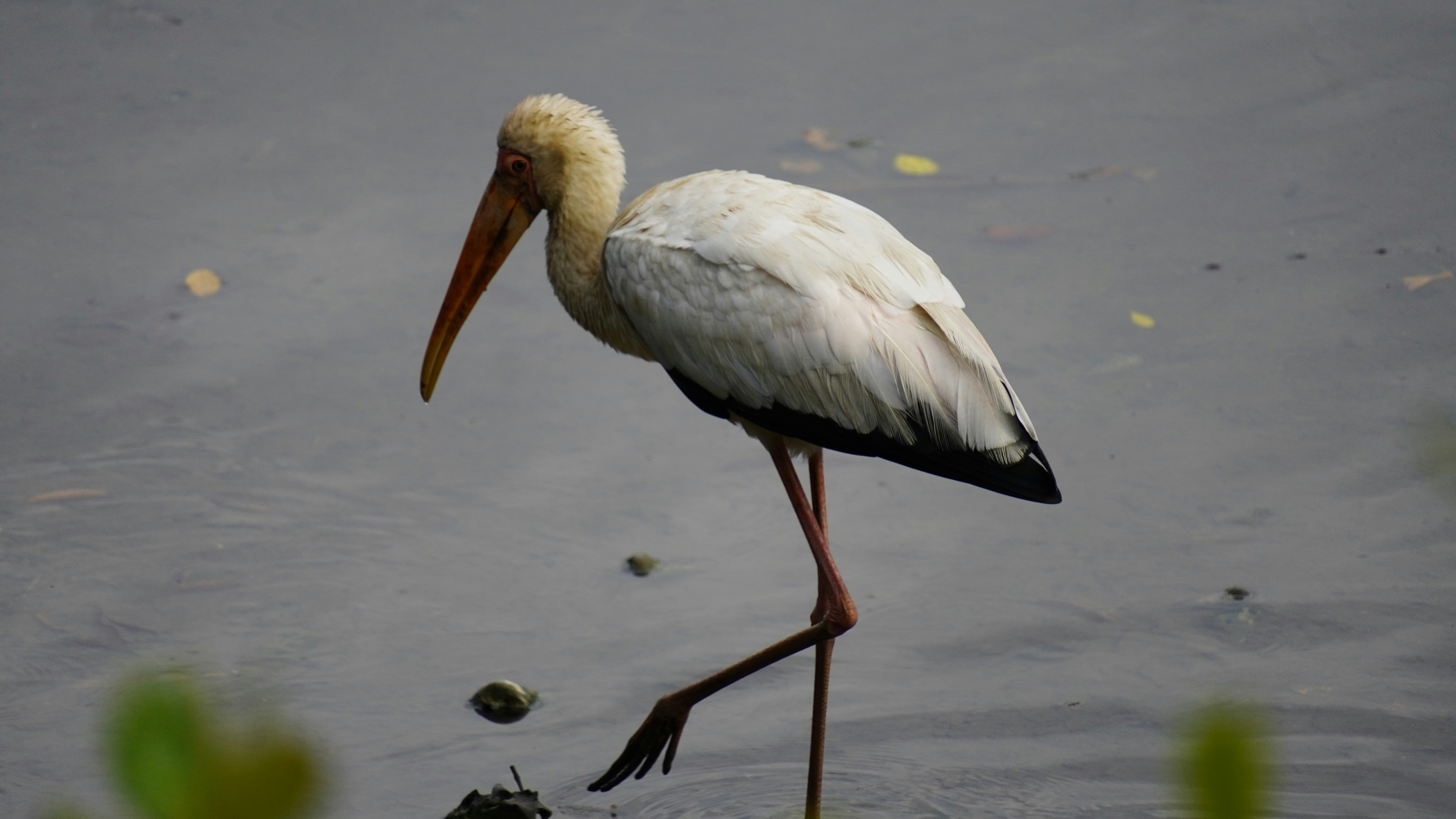 Photo by ridhamsupriyanto