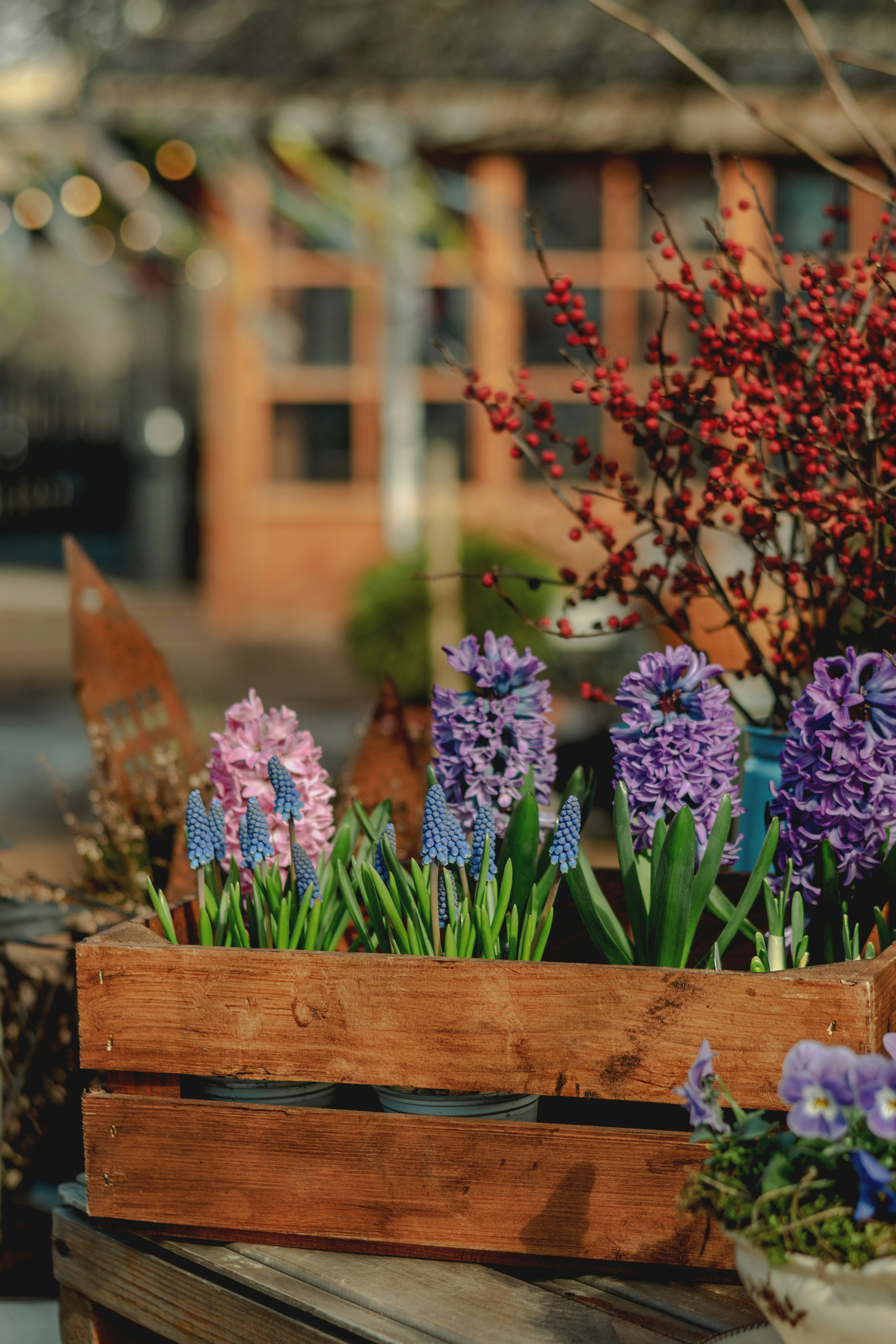 Wooden crate filled with blooming hyacinth and muscari flowers
