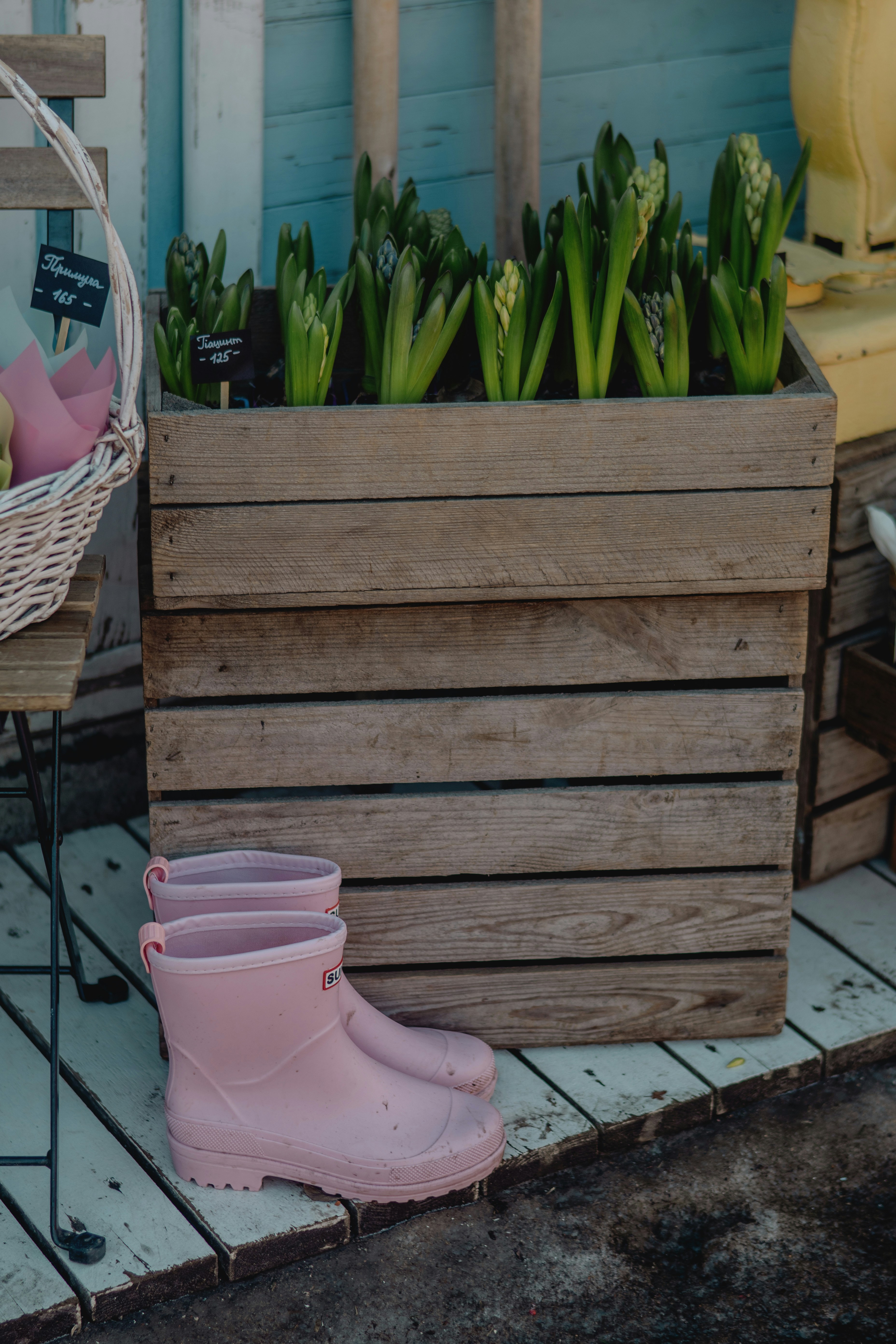 Pink boots sit beside a wooden planter with hyacinths.