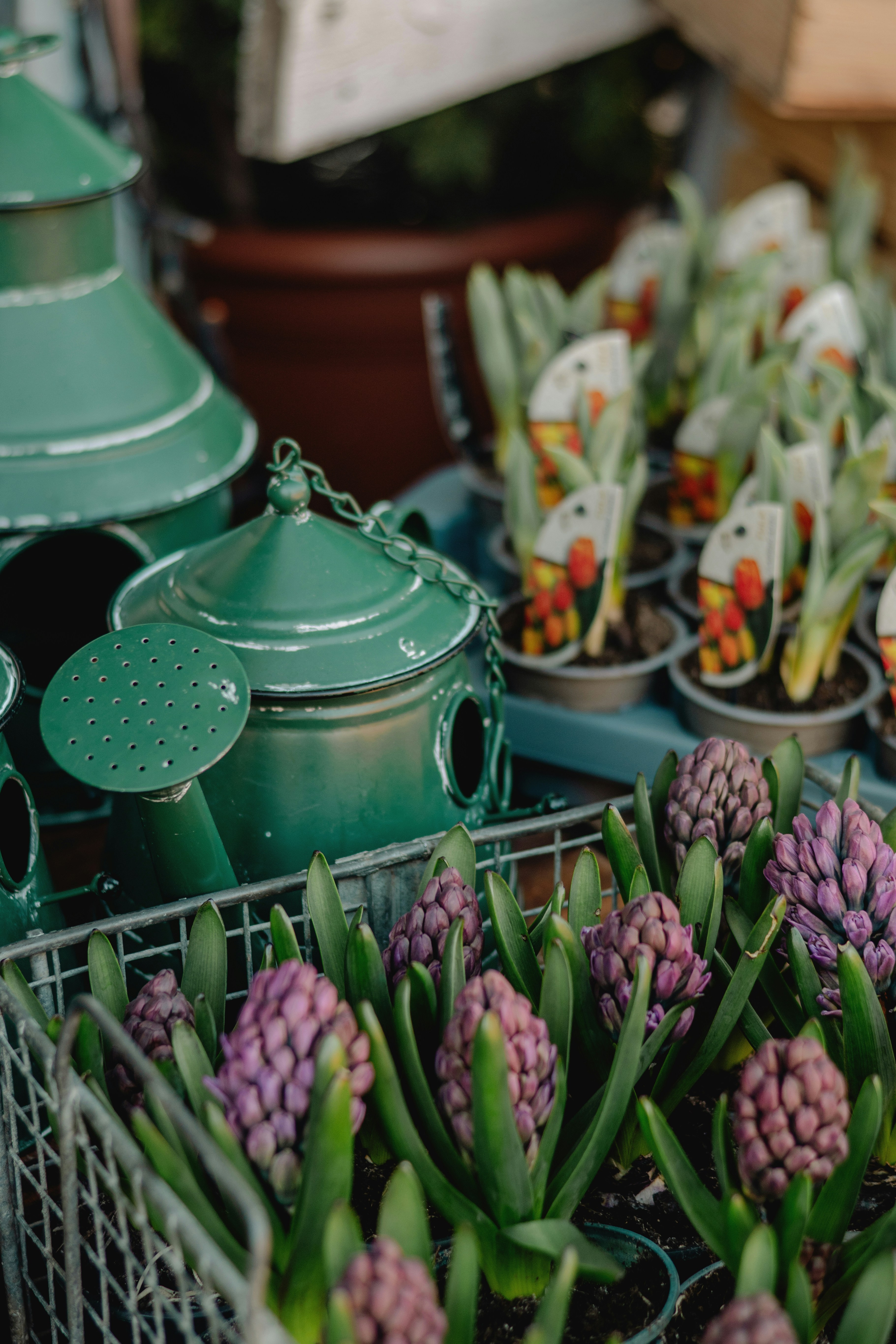 Green watering can and purple hyacinths in pots - 相关推荐