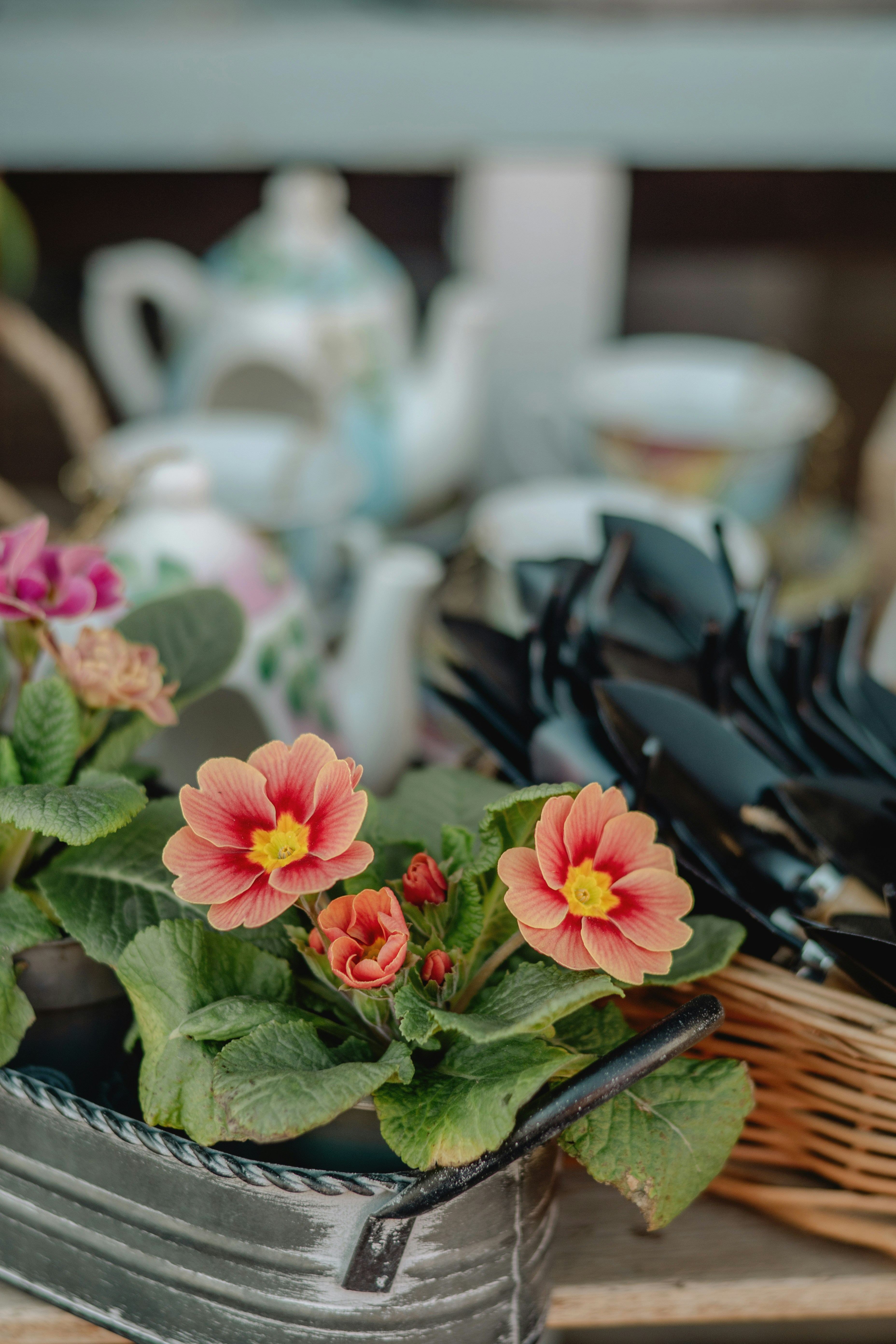 Pink primrose flowers in a metal planter with gardening tools.