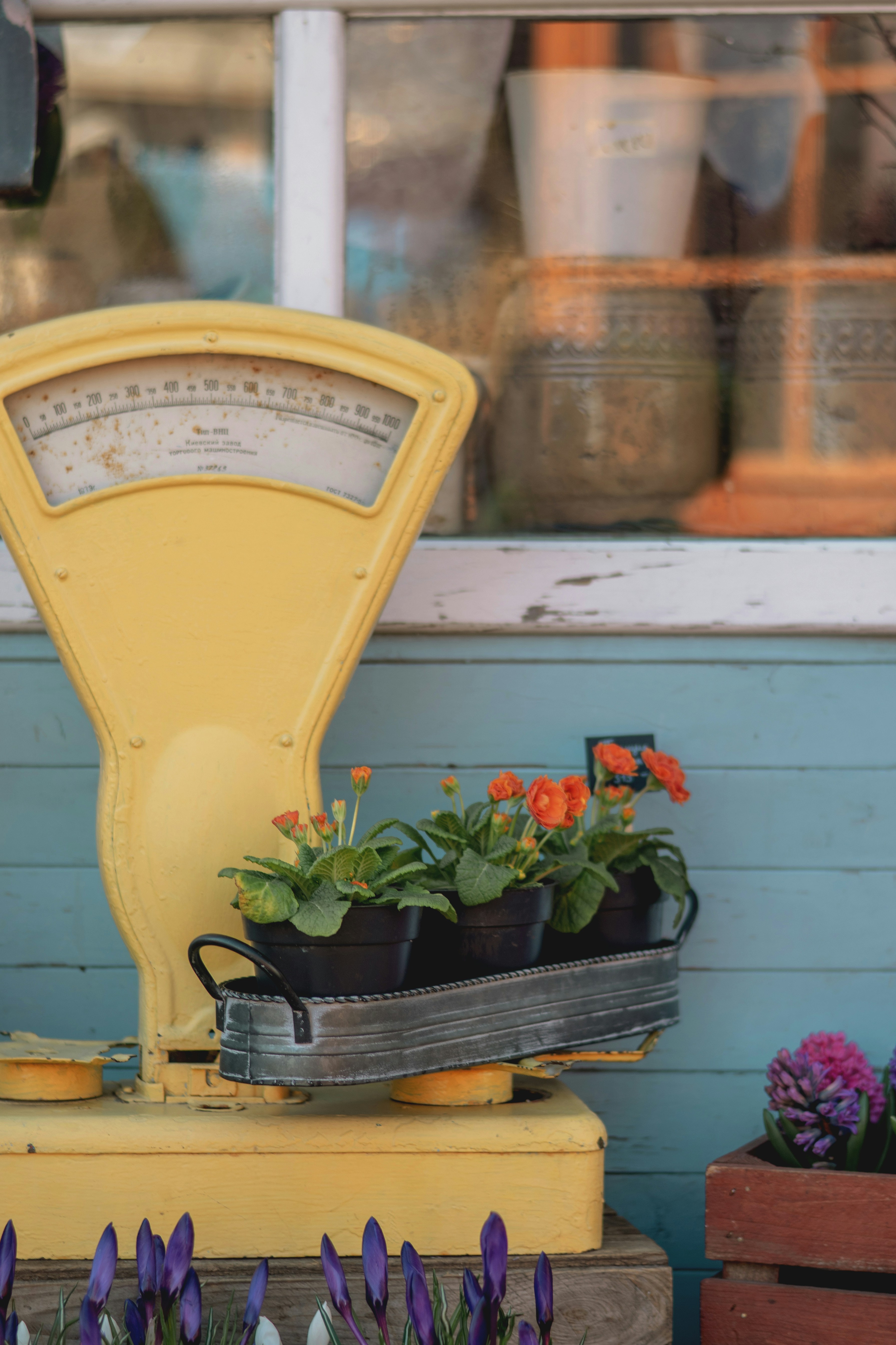 Yellow scale with potted flowers and spring bulbs