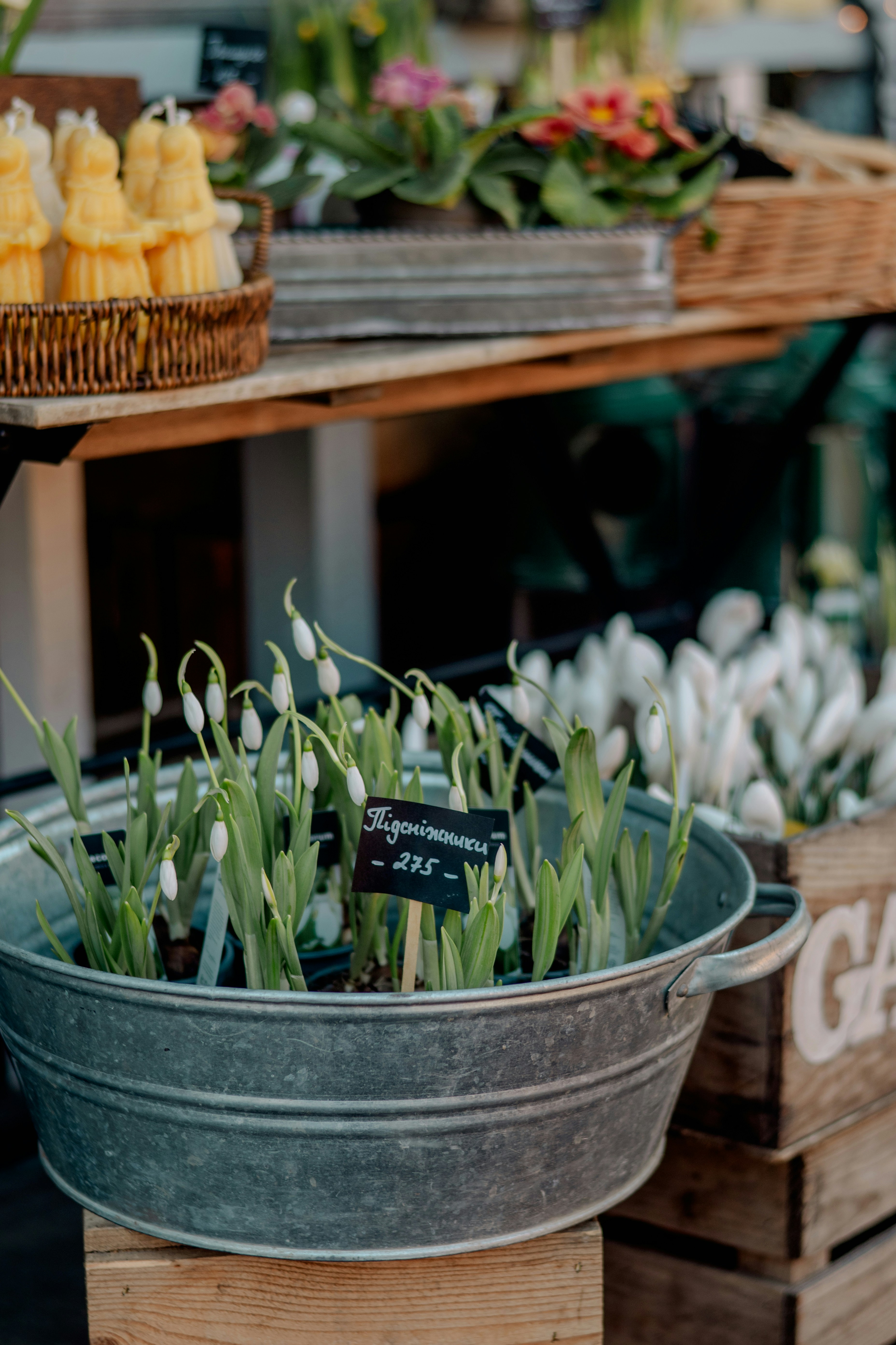 Galvanized tub filled with blooming snowdrops and greenery.