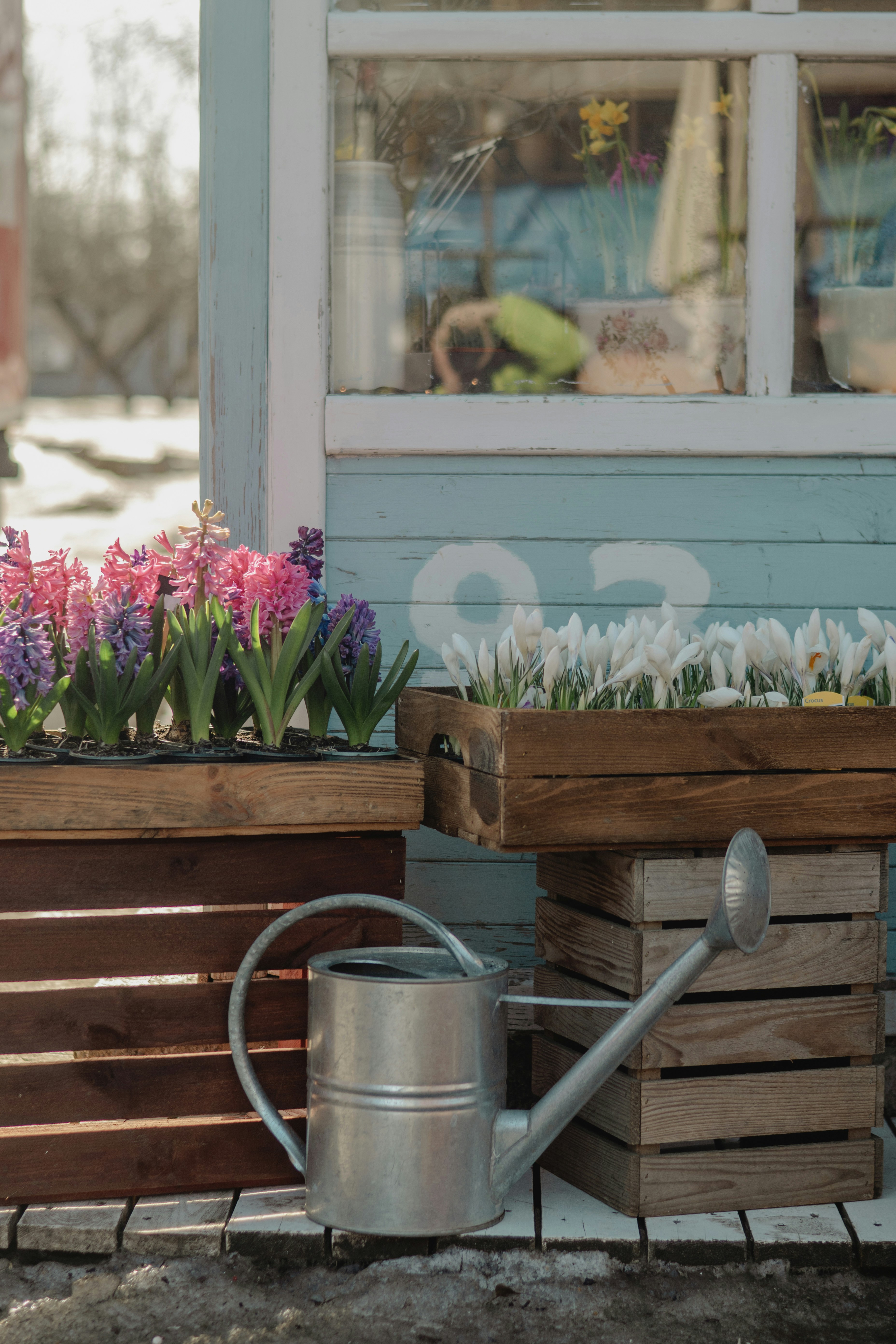 Wooden crates with blooming hyacinths and crocuses