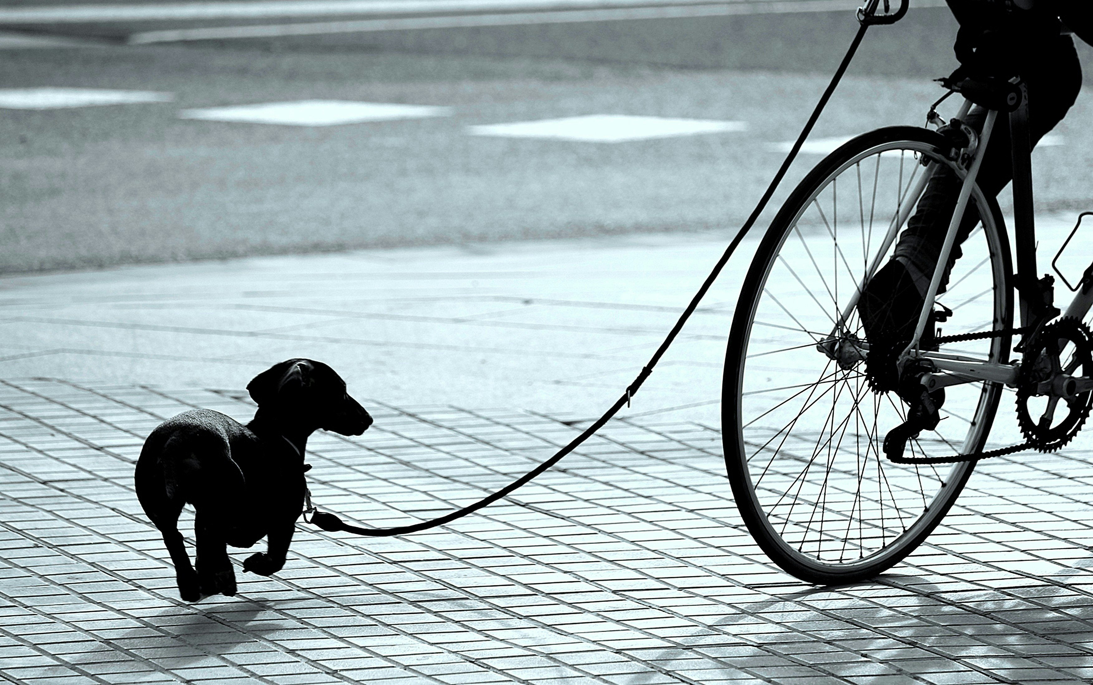 A small dog walks on a leash beside a bicycle