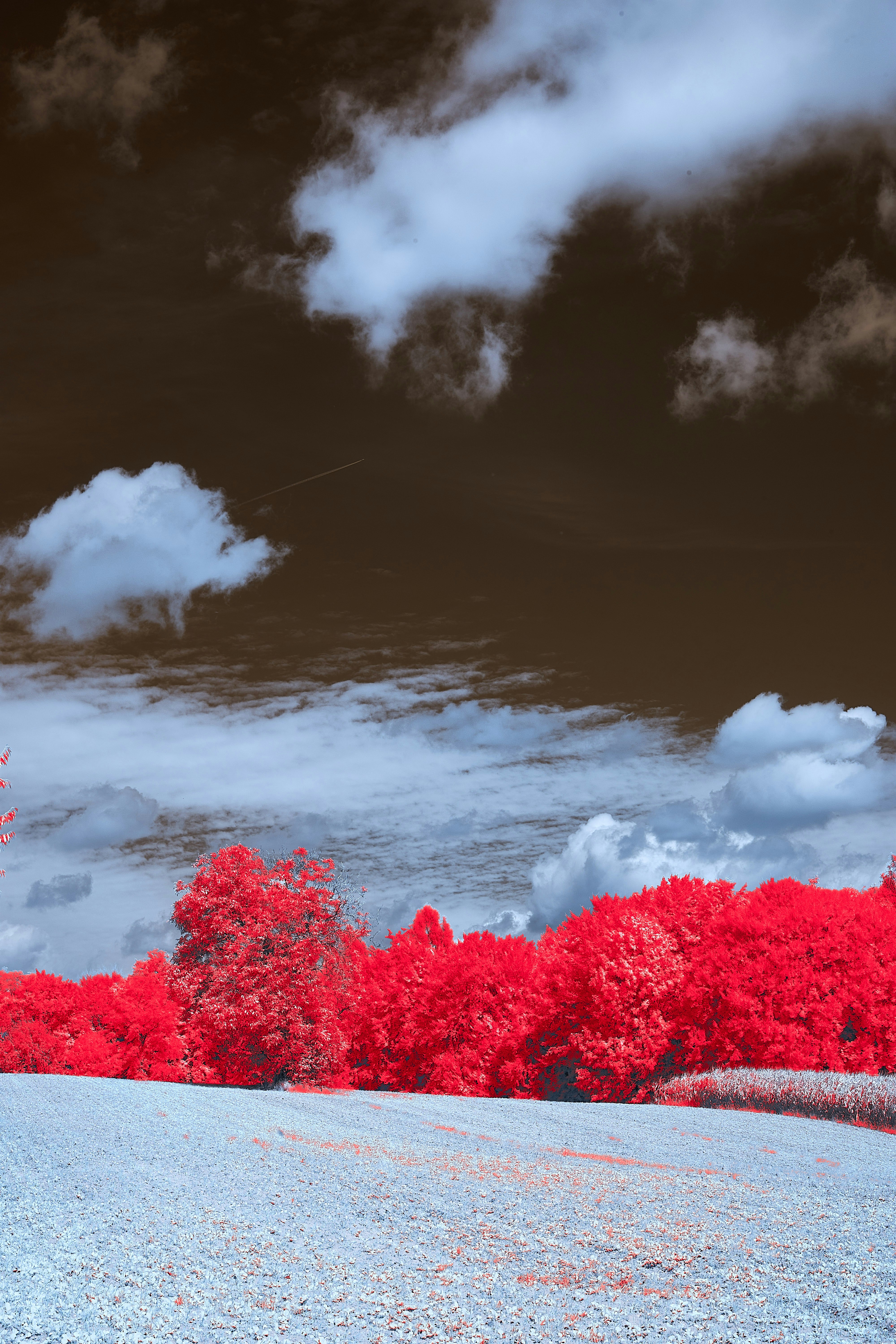 Alberi rossi sotto un cielo scuro con nuvole bianche