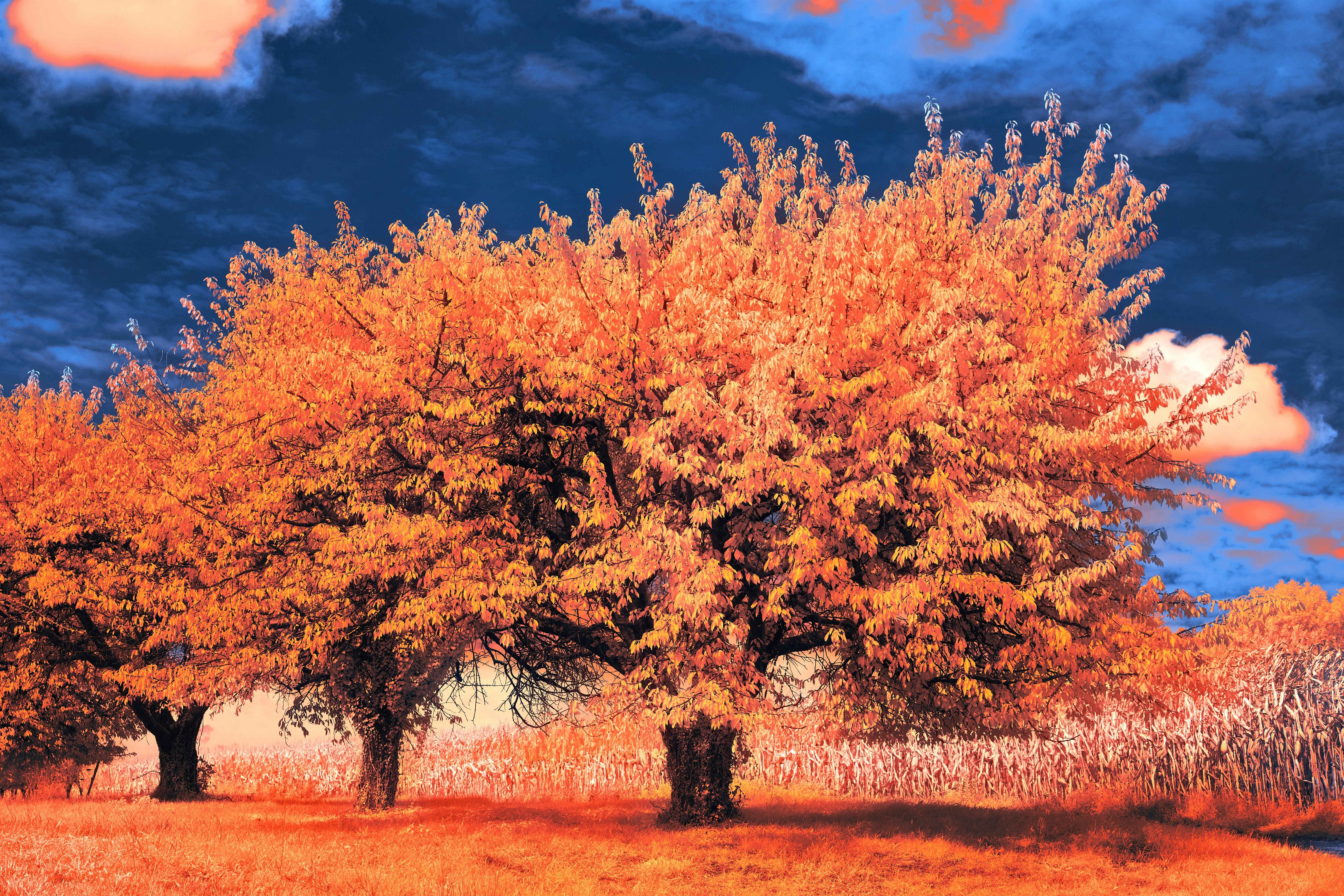 Photo by wolfgang_hasselmann