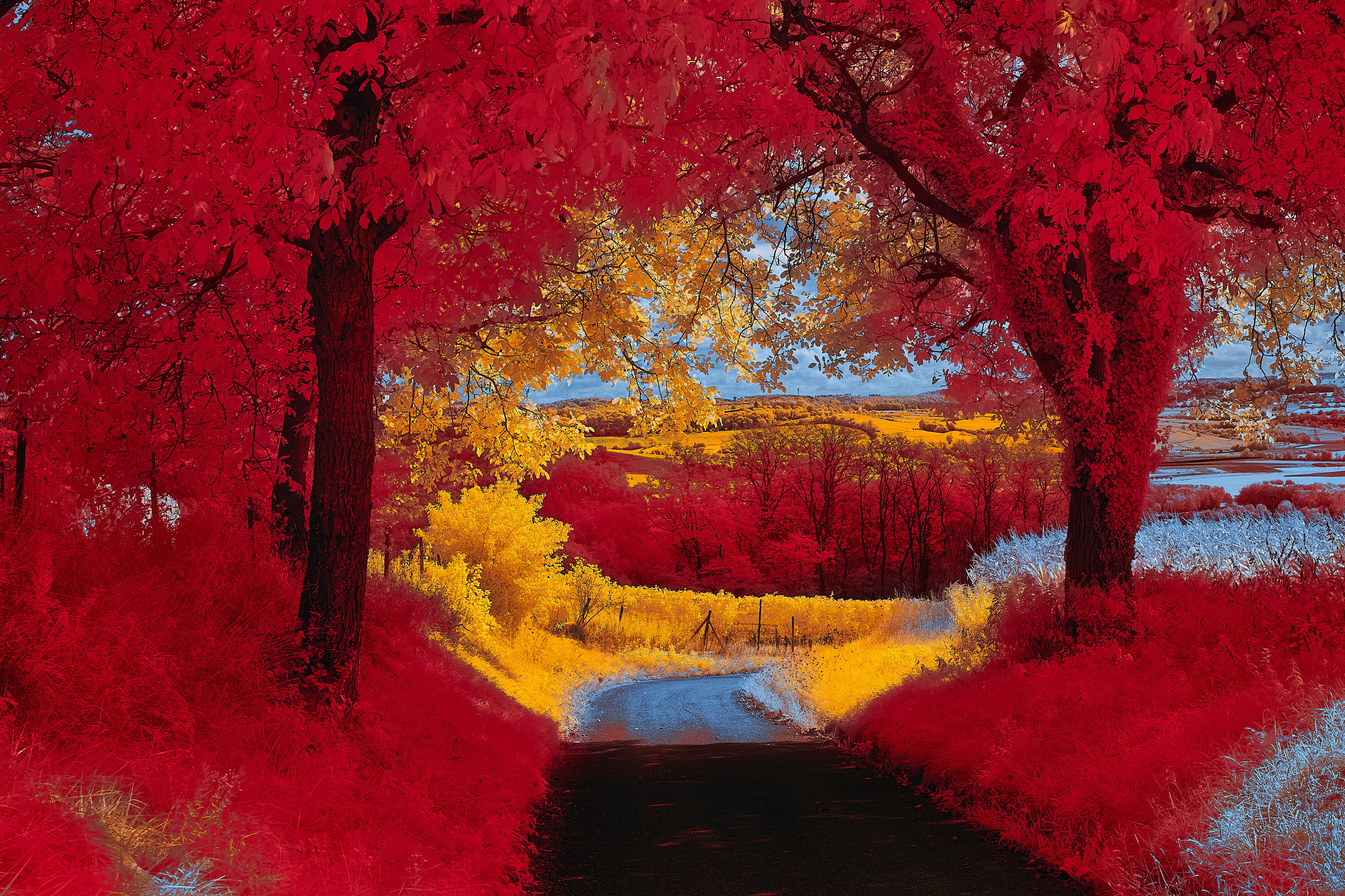 Alberi rossi costeggiano una strada con fogliame giallo oltre.