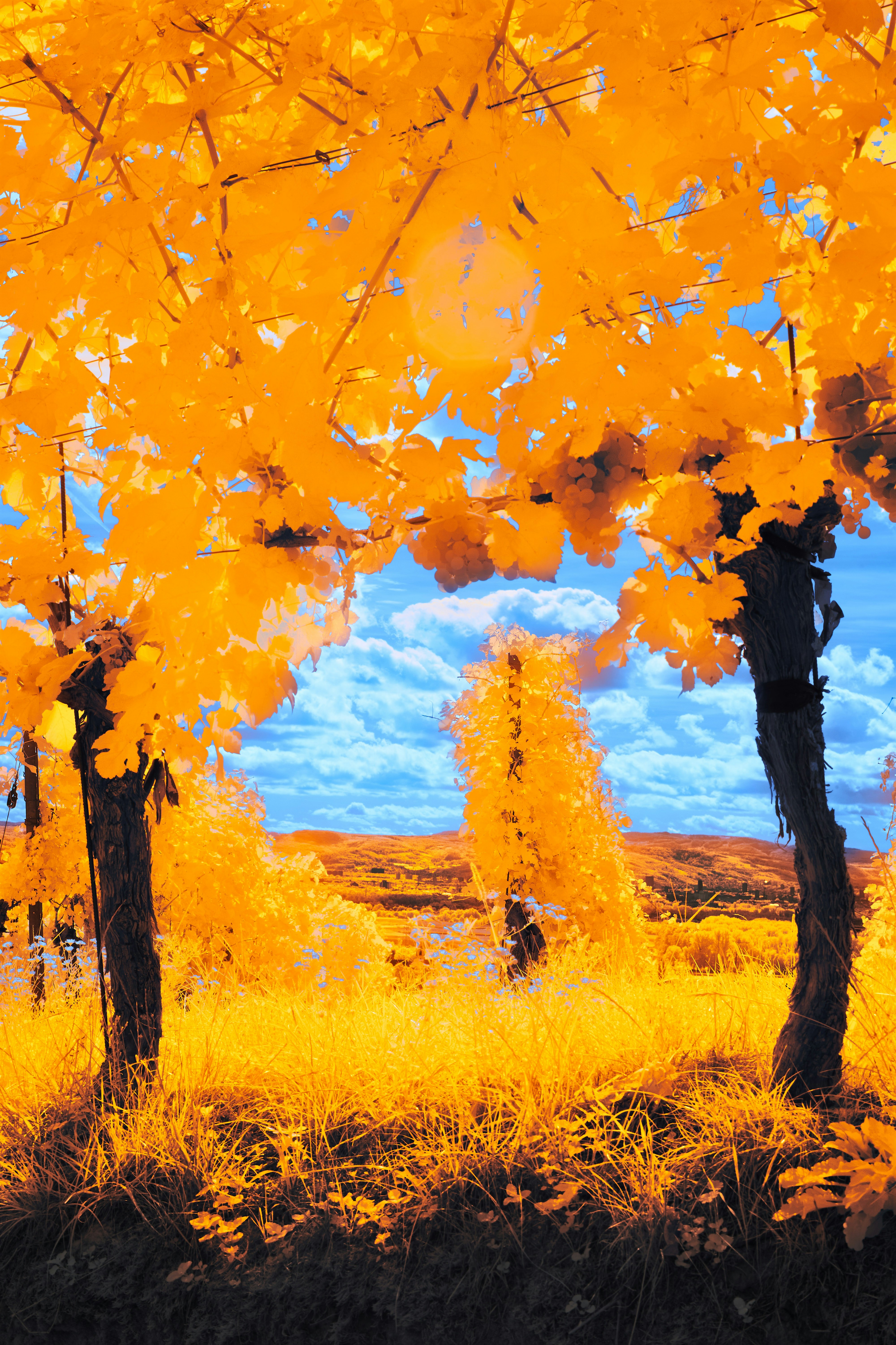 Vigneto autunnale dorato con cielo azzurro e nuvole