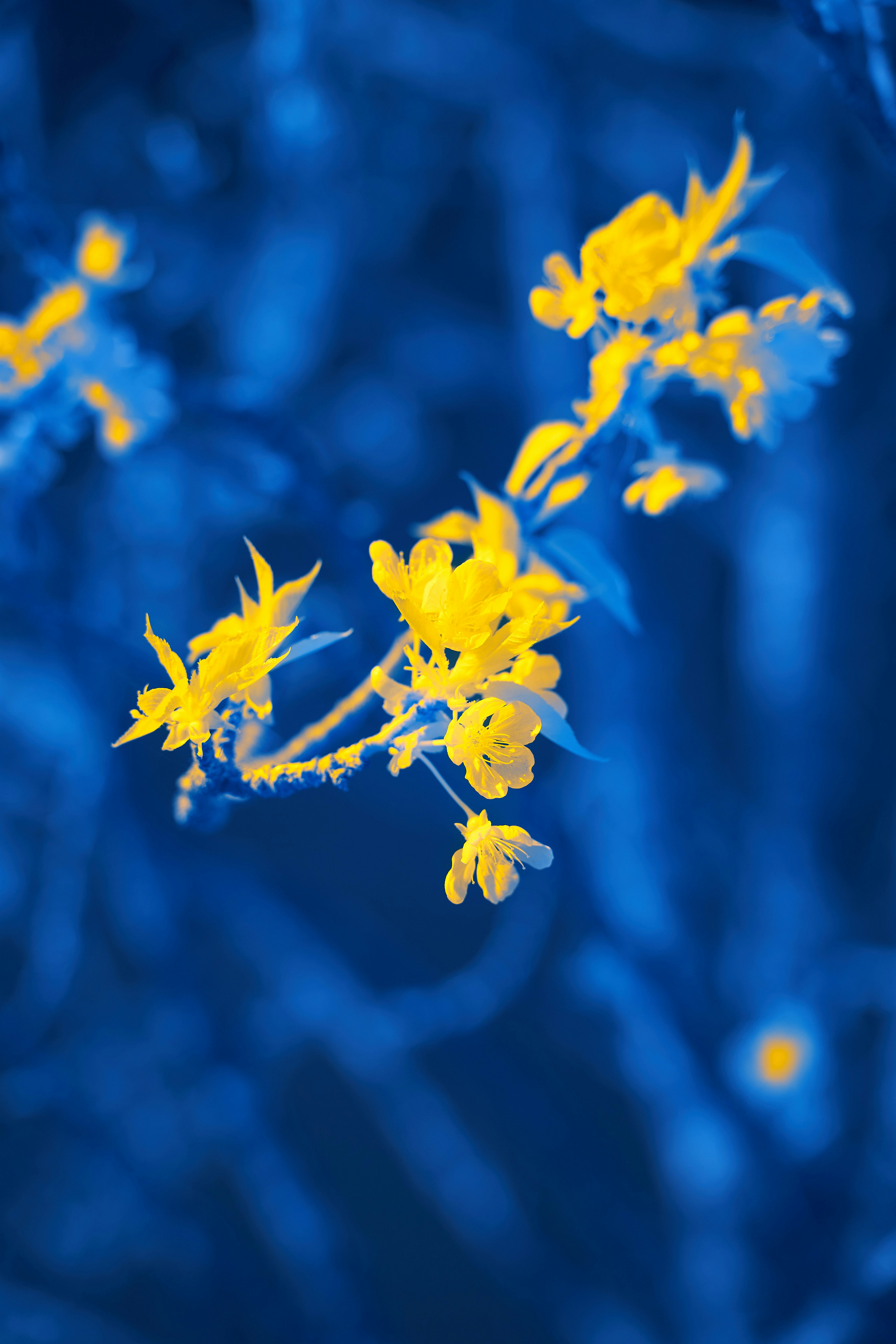 Fiori gialli su sfondo blu