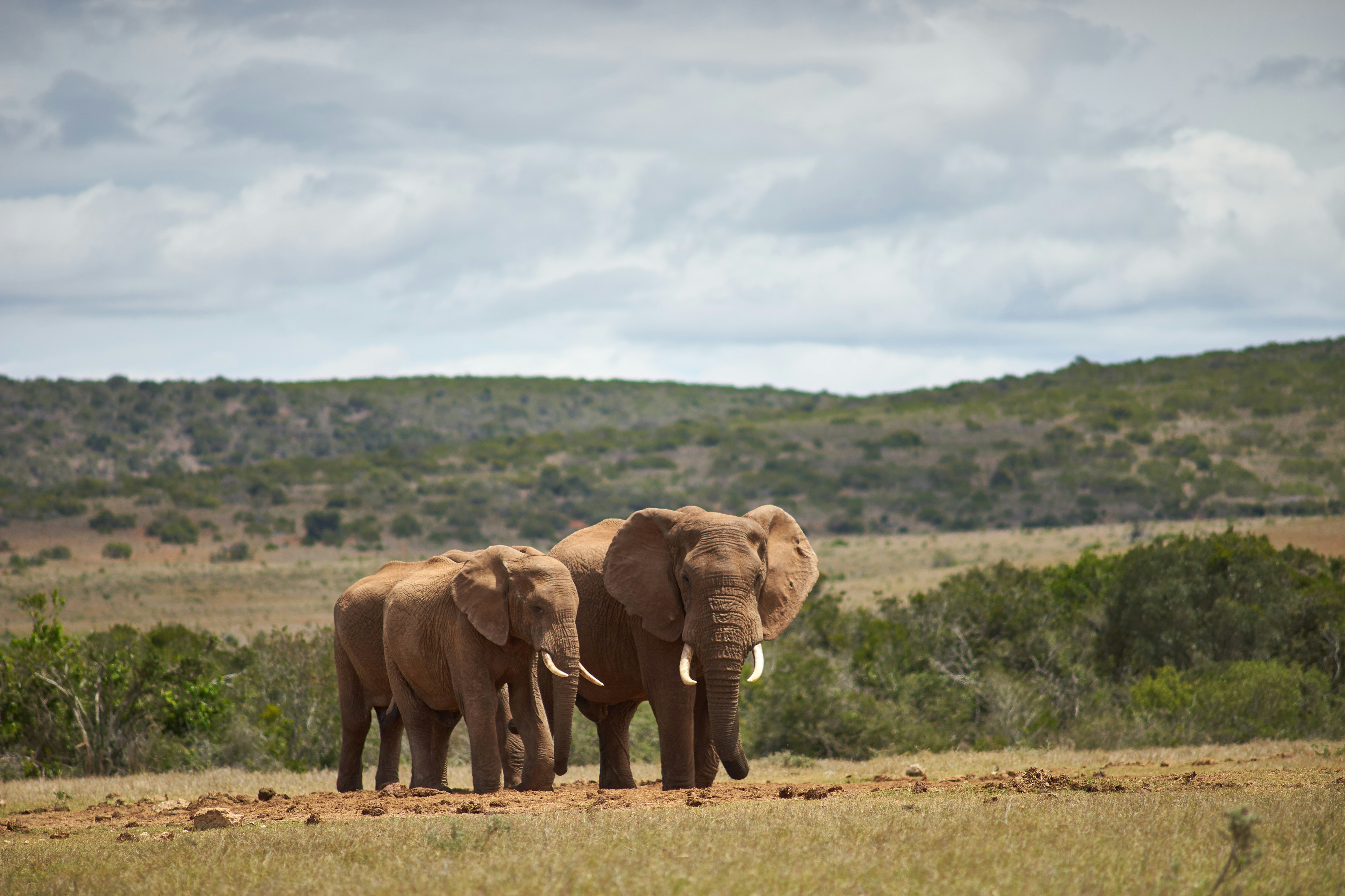 Photo by wolfgang_hasselmann