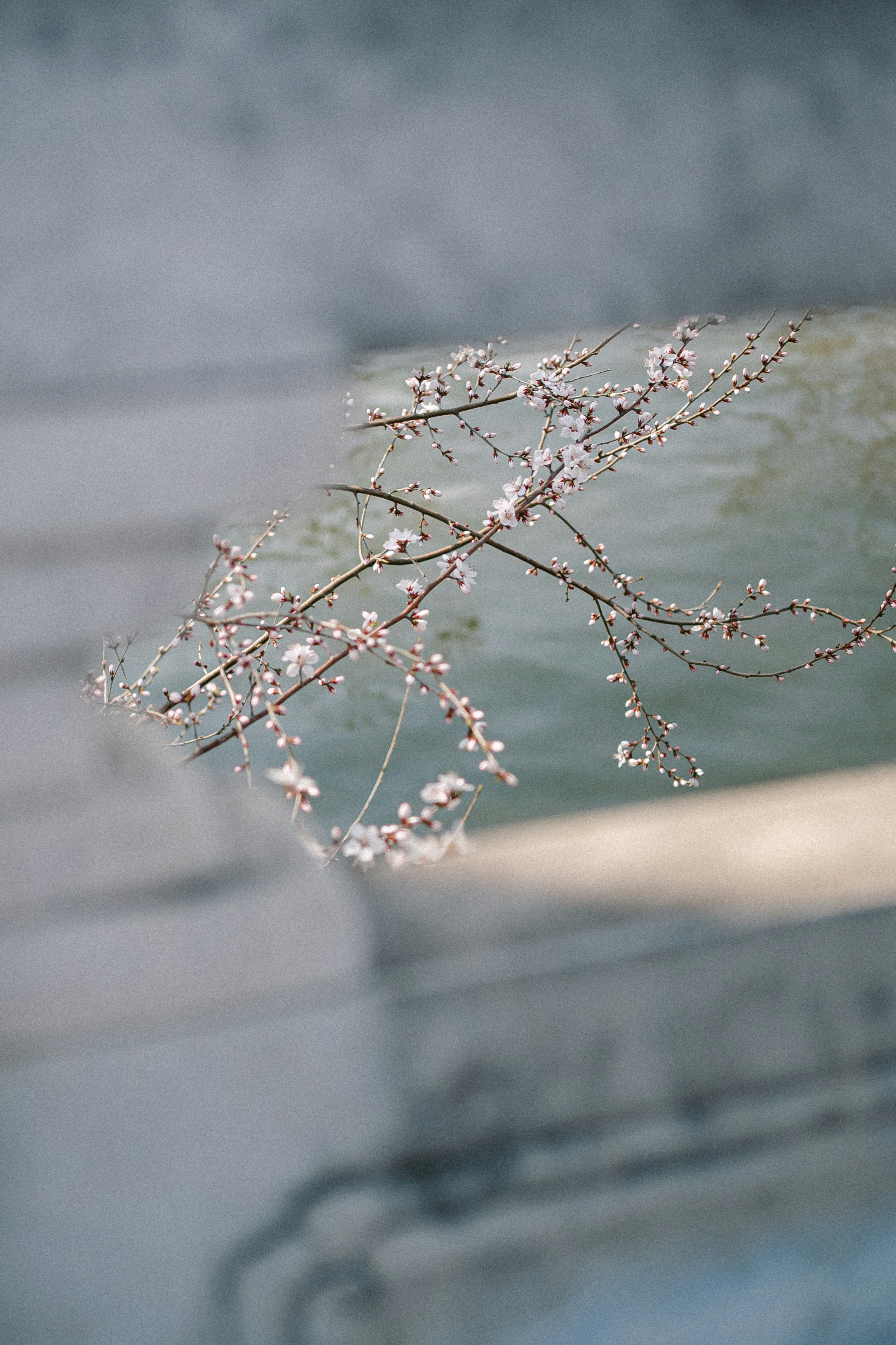 Delicate cherry blossoms on a branch in bloom.